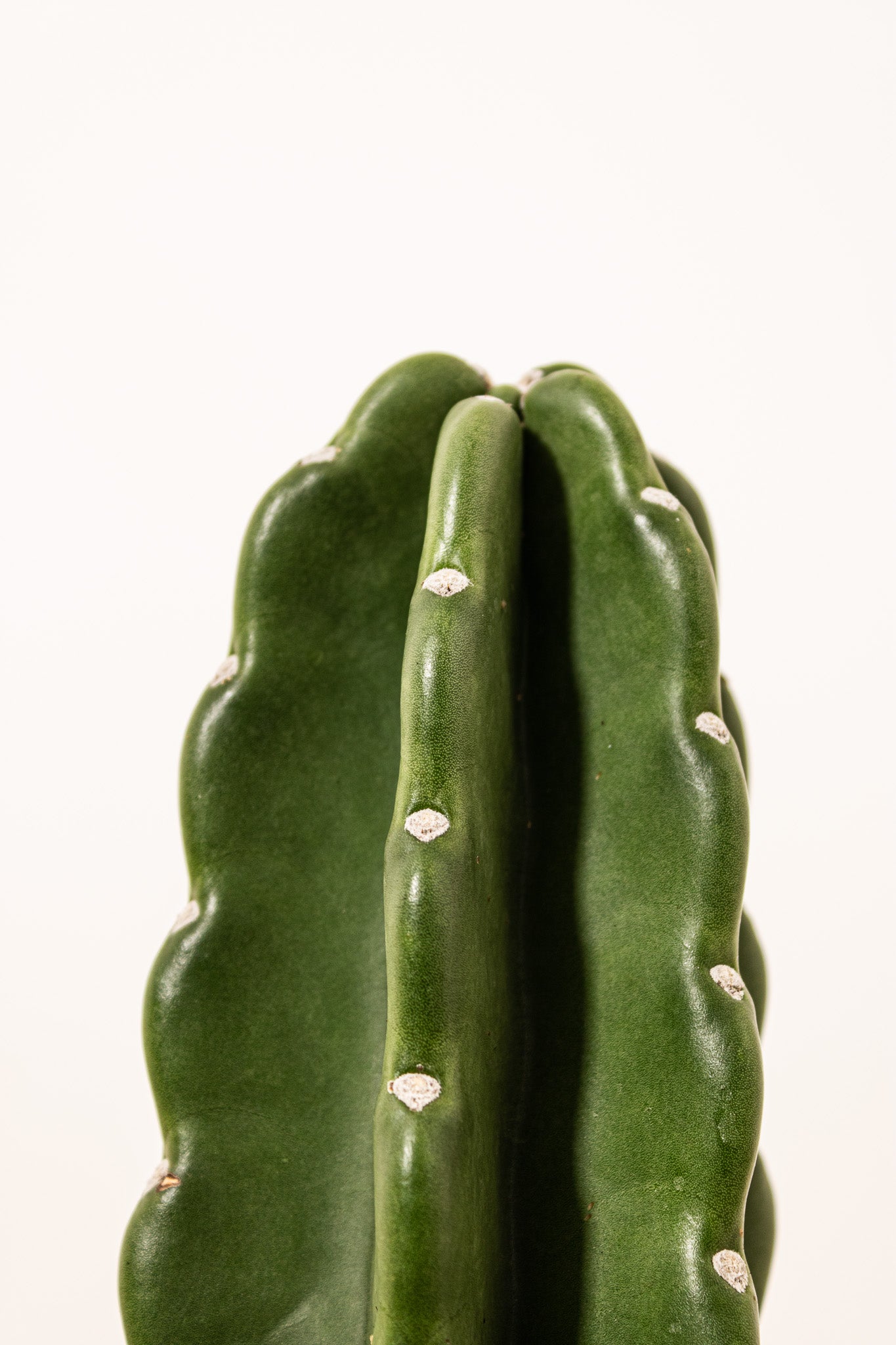 Cuddly Cactus