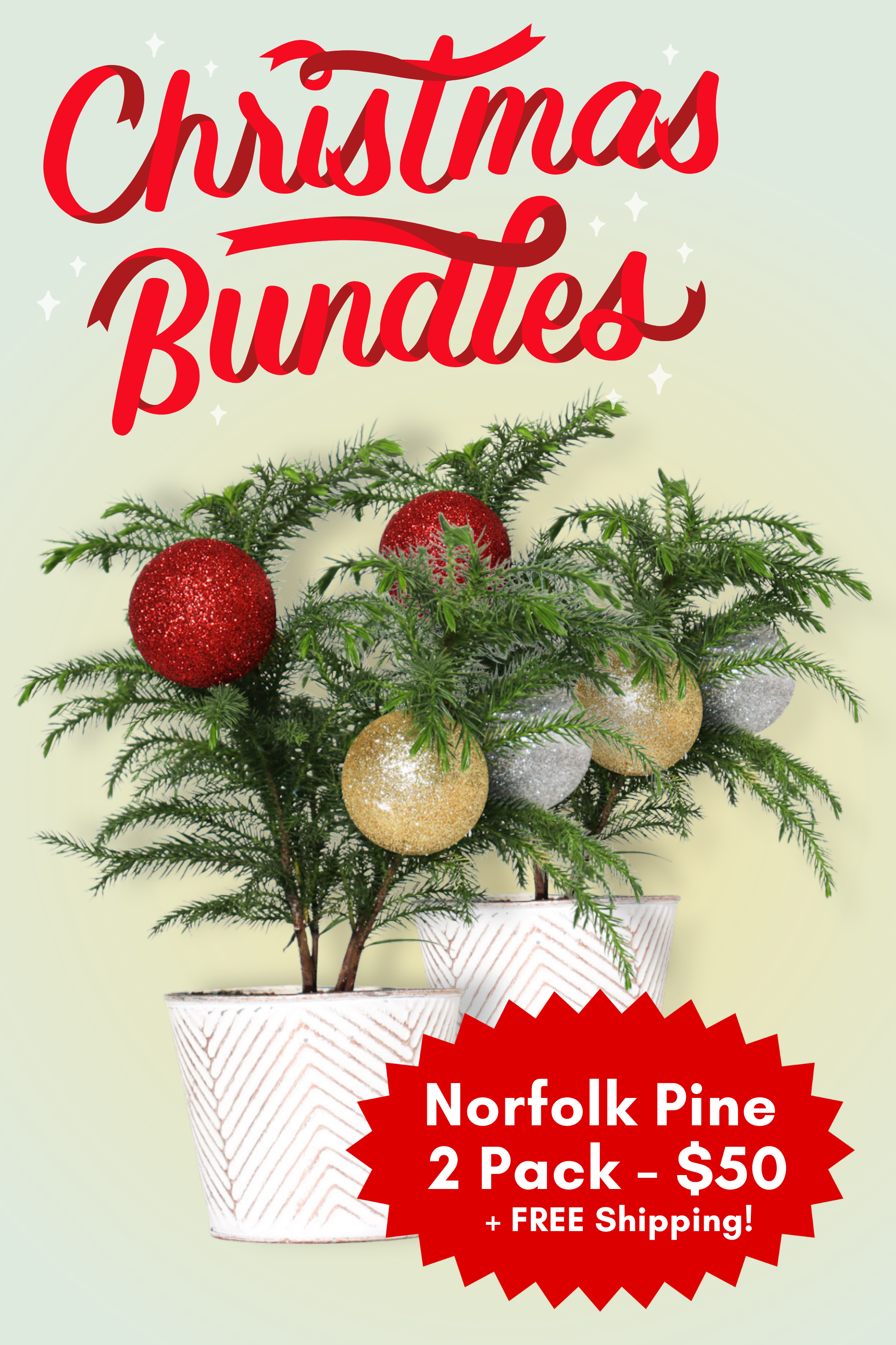 Norfolk Pine Christmas Bundles
