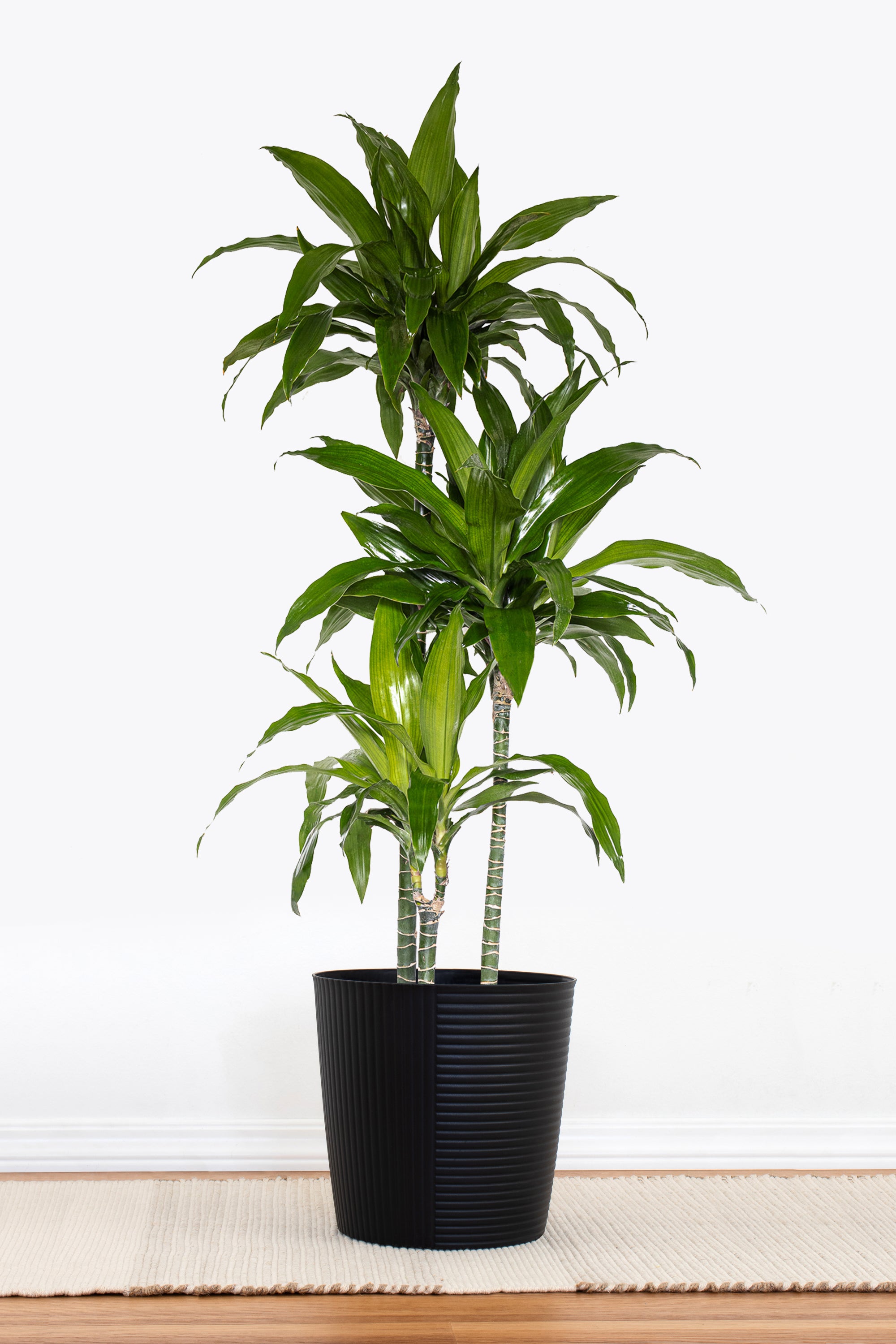 United Nursery Dracaena Janet Craig - Thumbnail 2