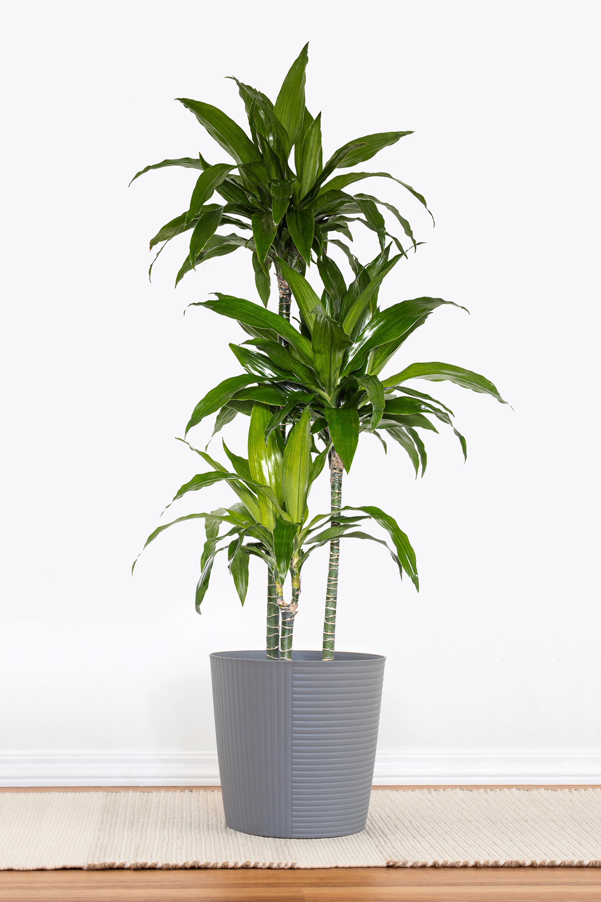 dracaena planter United Nursery 10 in. Dracaena Janet Craig Plant in Grower Pot