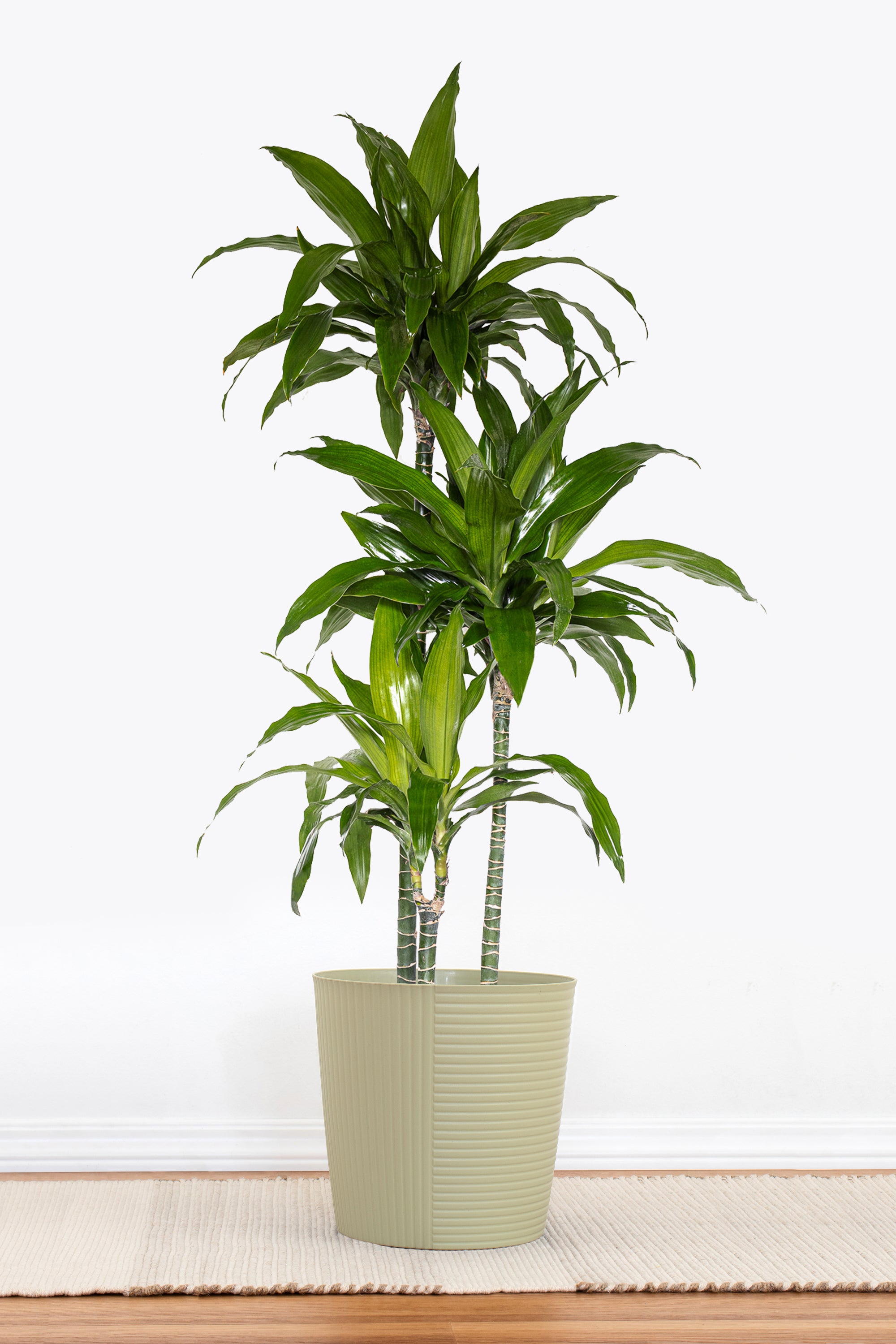 dracaena without trunk Dracaena Janet Craig