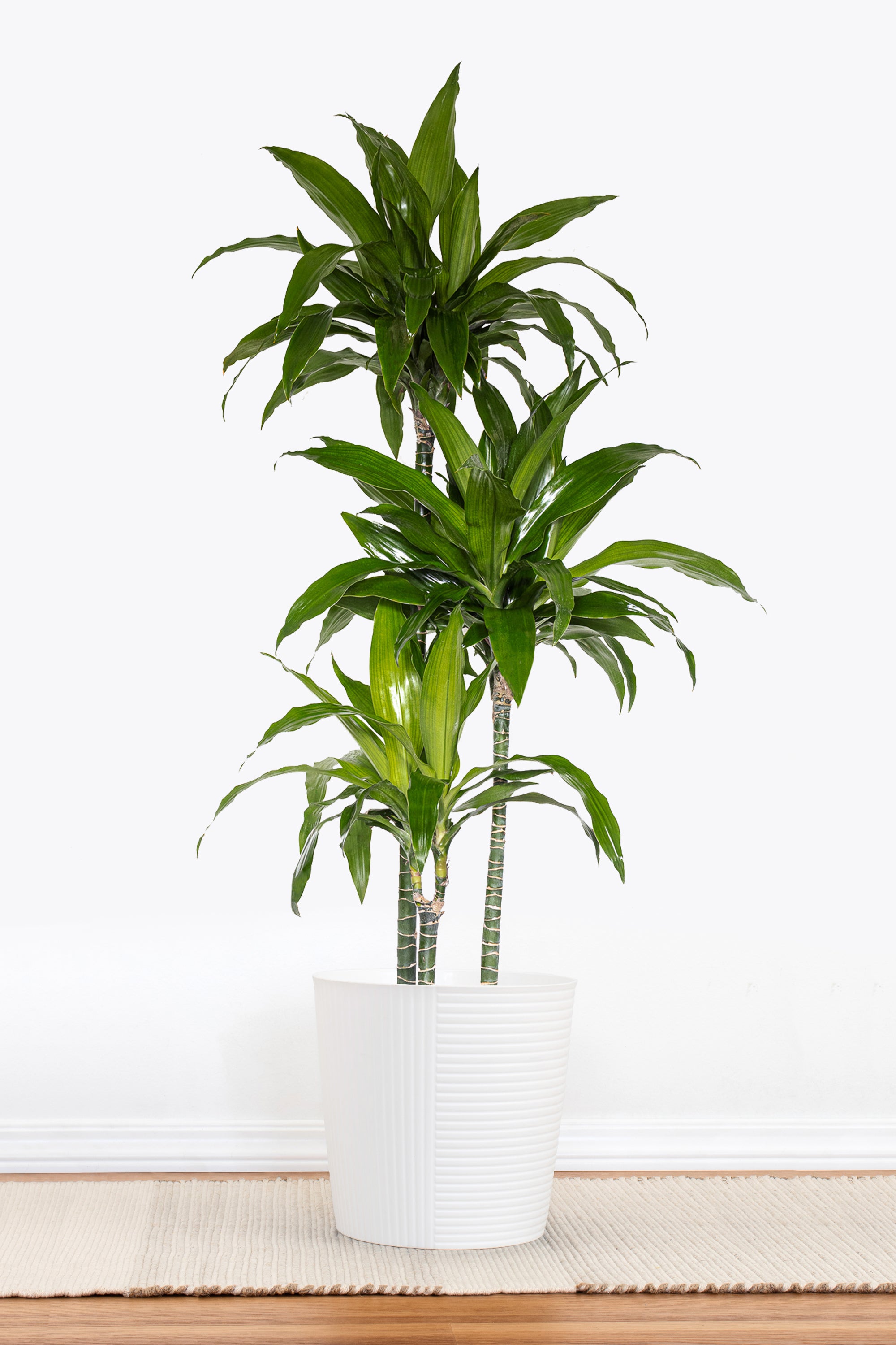 Dracaena Janet Craig