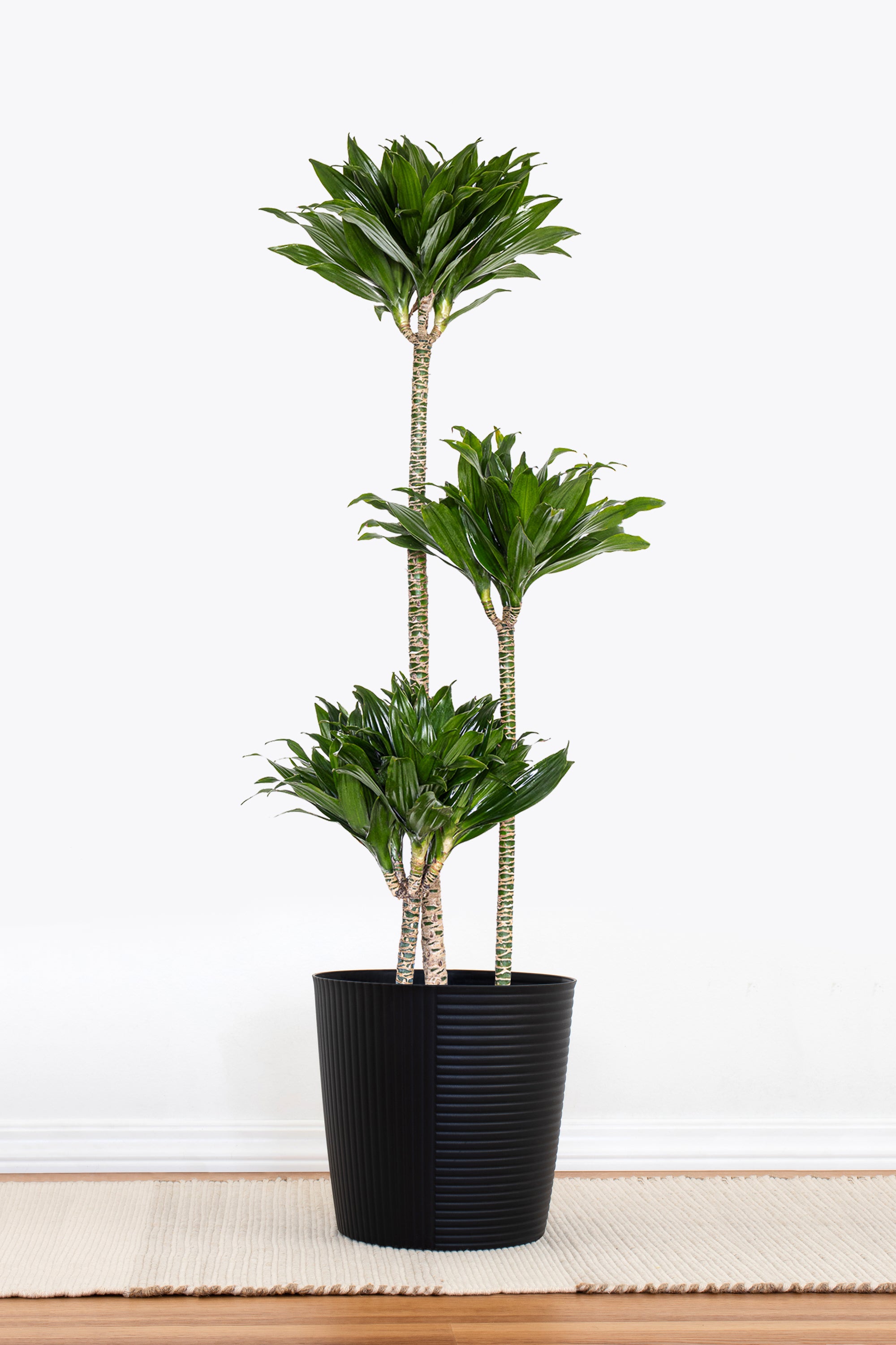 dracaena deremensis janet craig compacta United Nursery 10 in. Dracaena Janet Craig Compacta Plant in Grower Pot