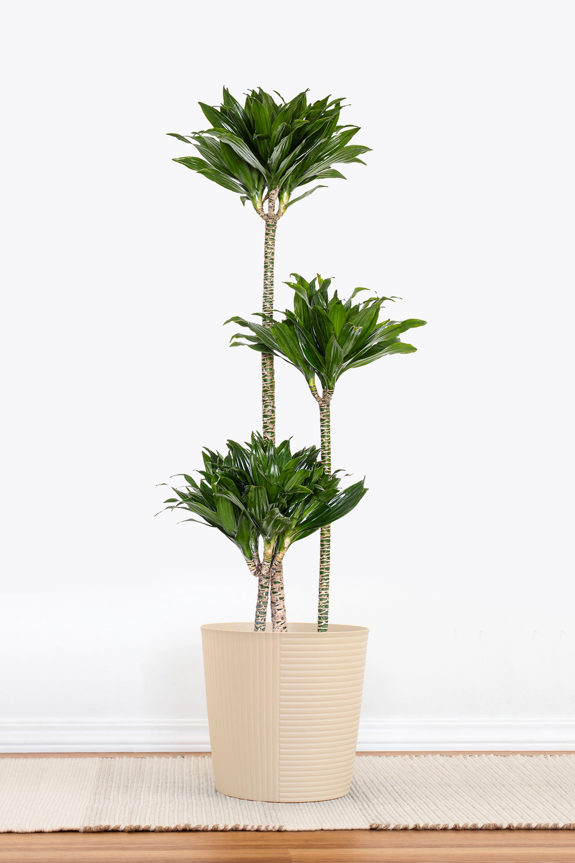dracaena compacta care United Nursery 10 in. Dracaena Janet Craig Compacta Plant in Grower Pot
