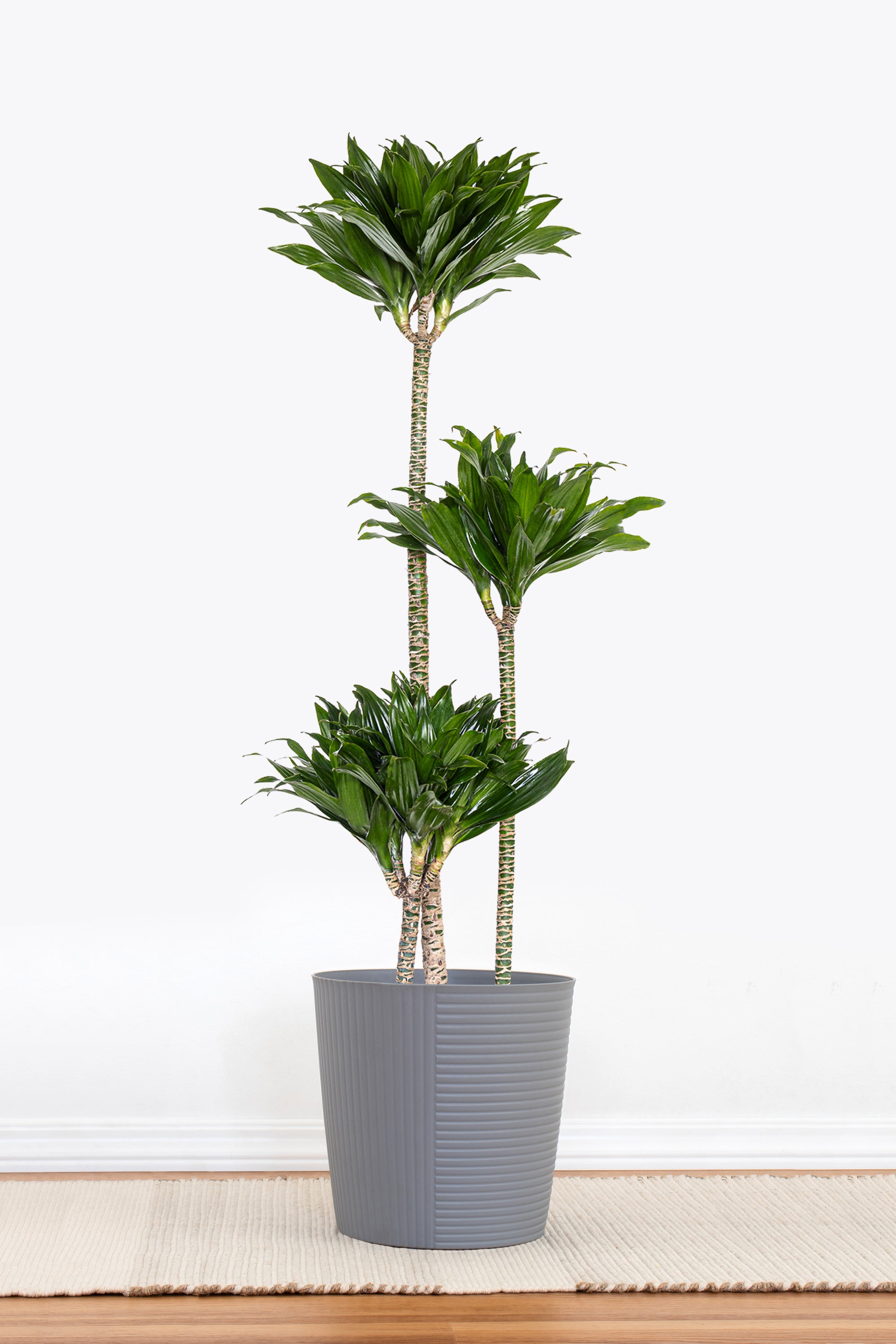 dracaena janet craig compacta cane plant United Nursery 10 in. Dracaena Janet Craig Compacta Plant in Grower Pot