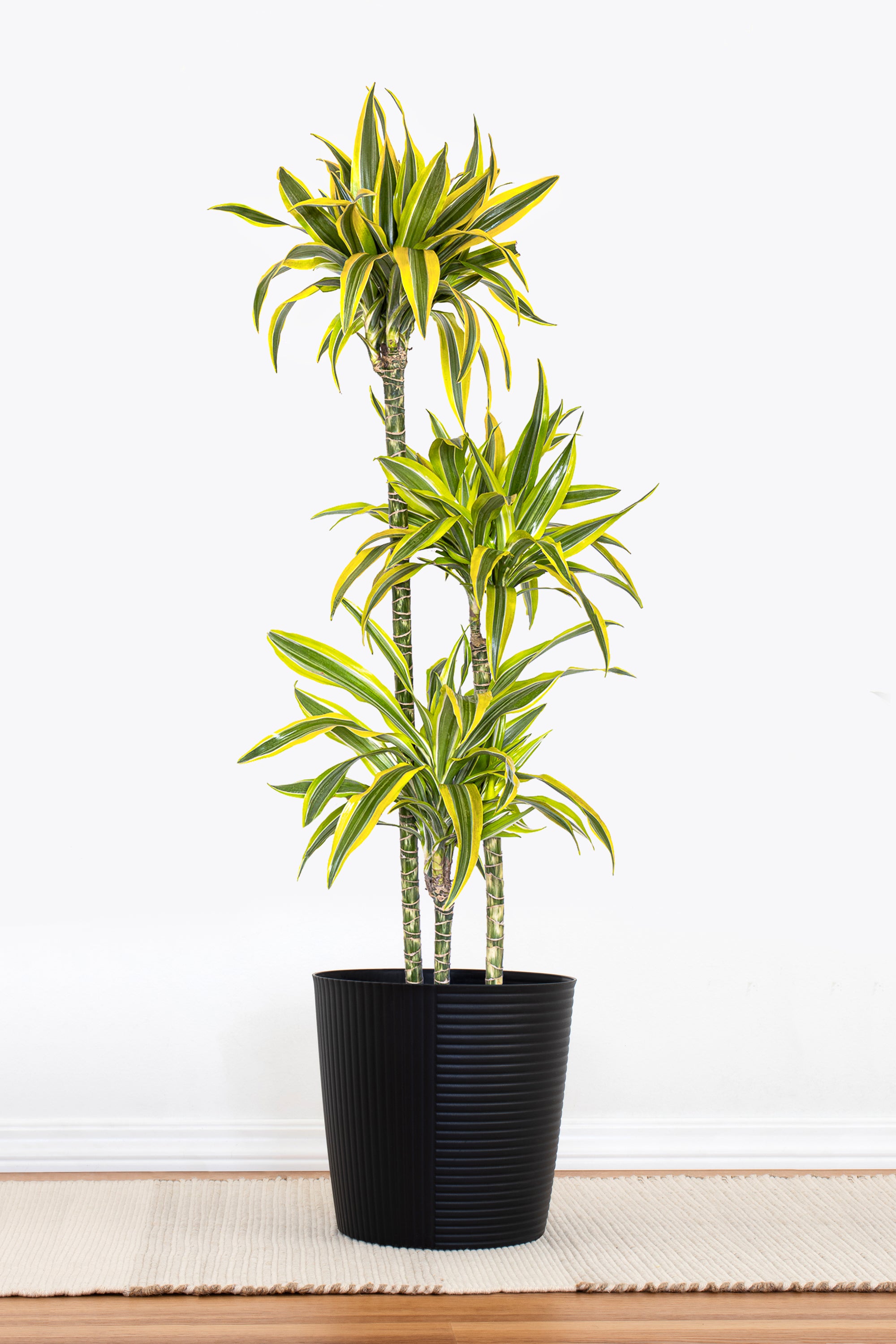 green and yellow dracaena United Nursery 10 in. Dracaena Lemon Lime Plant in Grower Pot