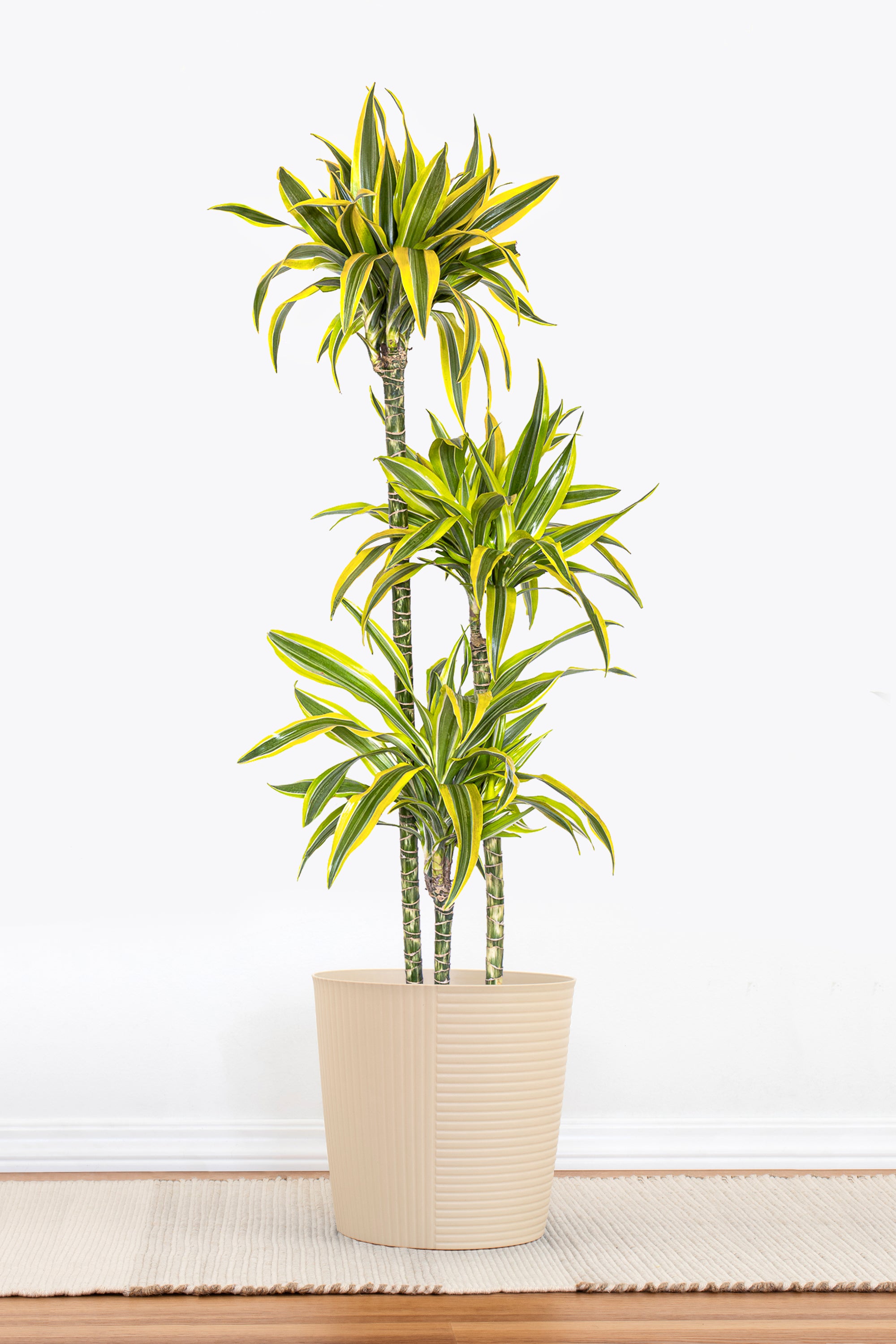 dracaena lemon dream United Nursery 10 in. Dracaena Lemon Lime Plant in Grower Pot