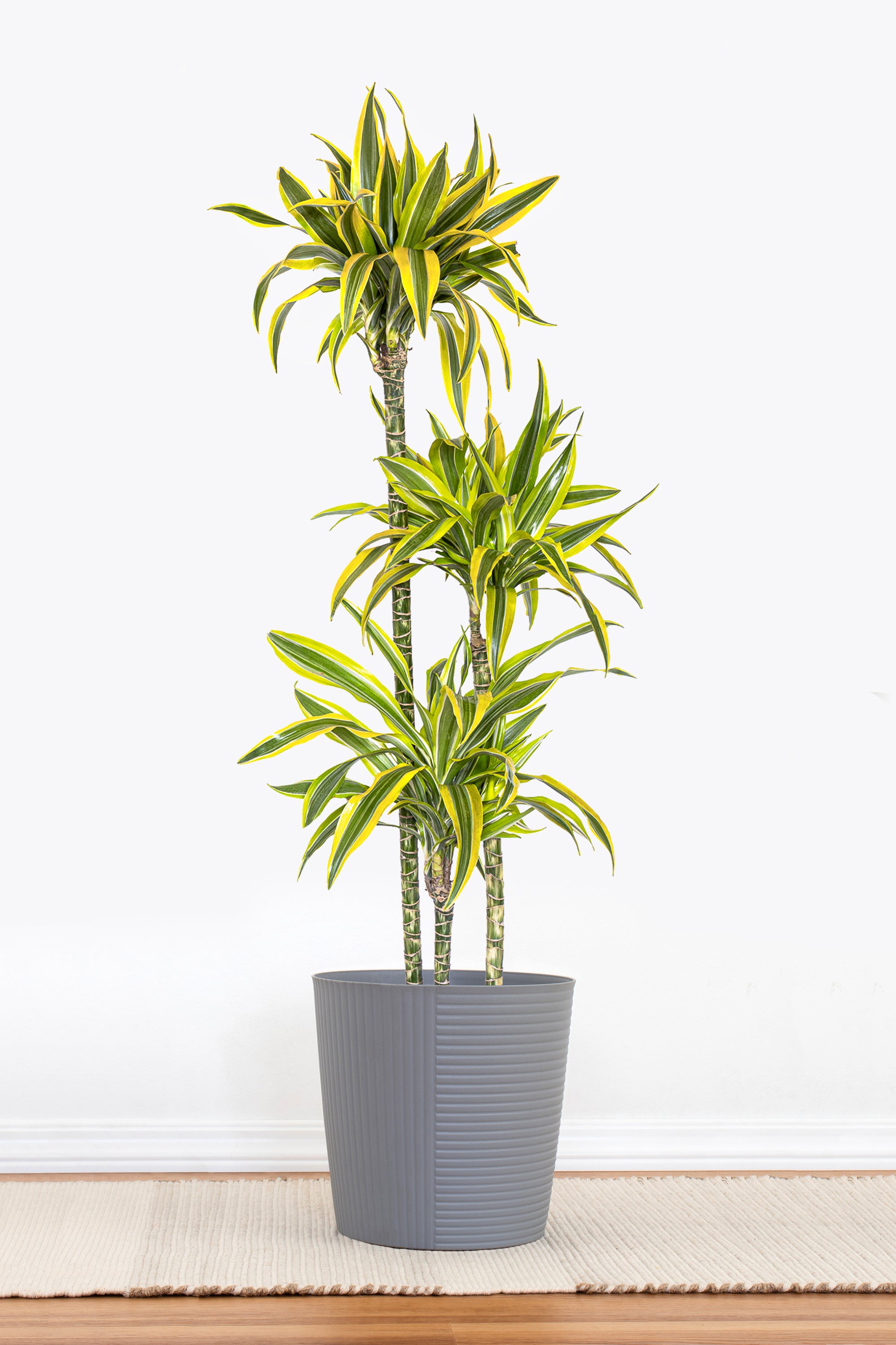 lemon dracaena United Nursery 10 in. Dracaena Lemon Lime Plant in Grower Pot
