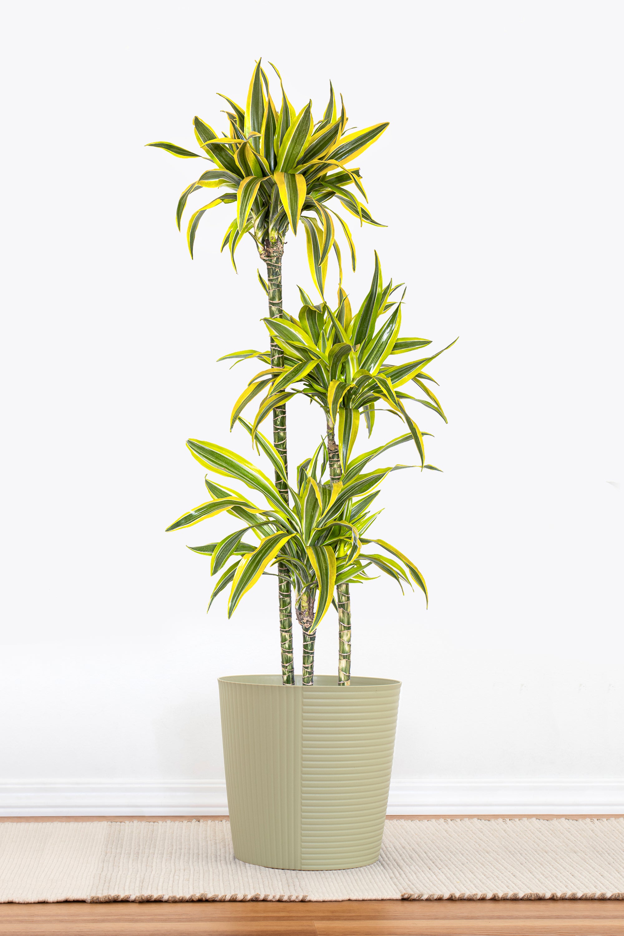 where can i buy dracaena plants United Nursery 10 in. Dracaena Lemon Lime Plant in White Decor Pot