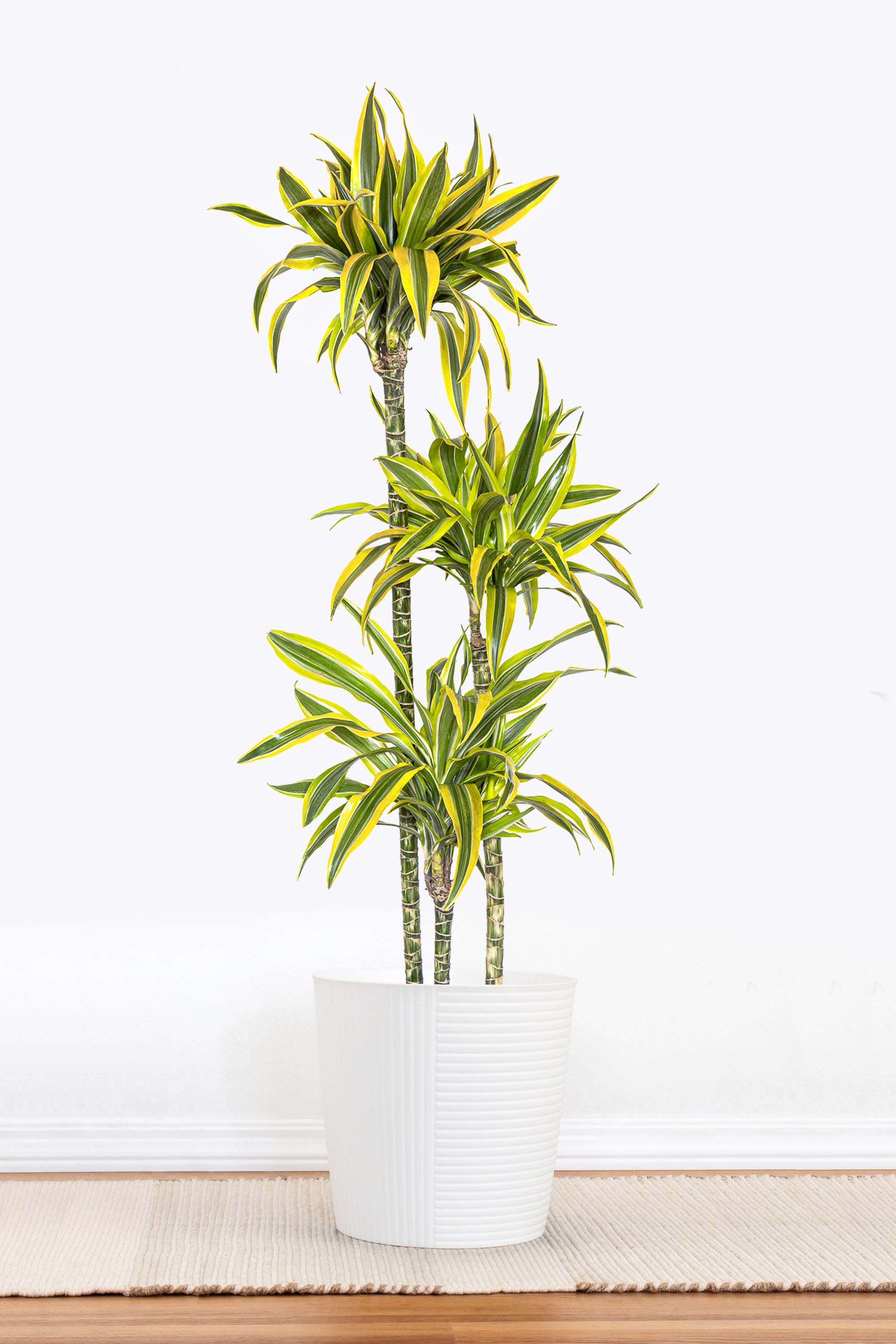 dracaena lemon lime cane United Nursery 10 in. Dracaena Lemon Lime Plant in White Decor Pot