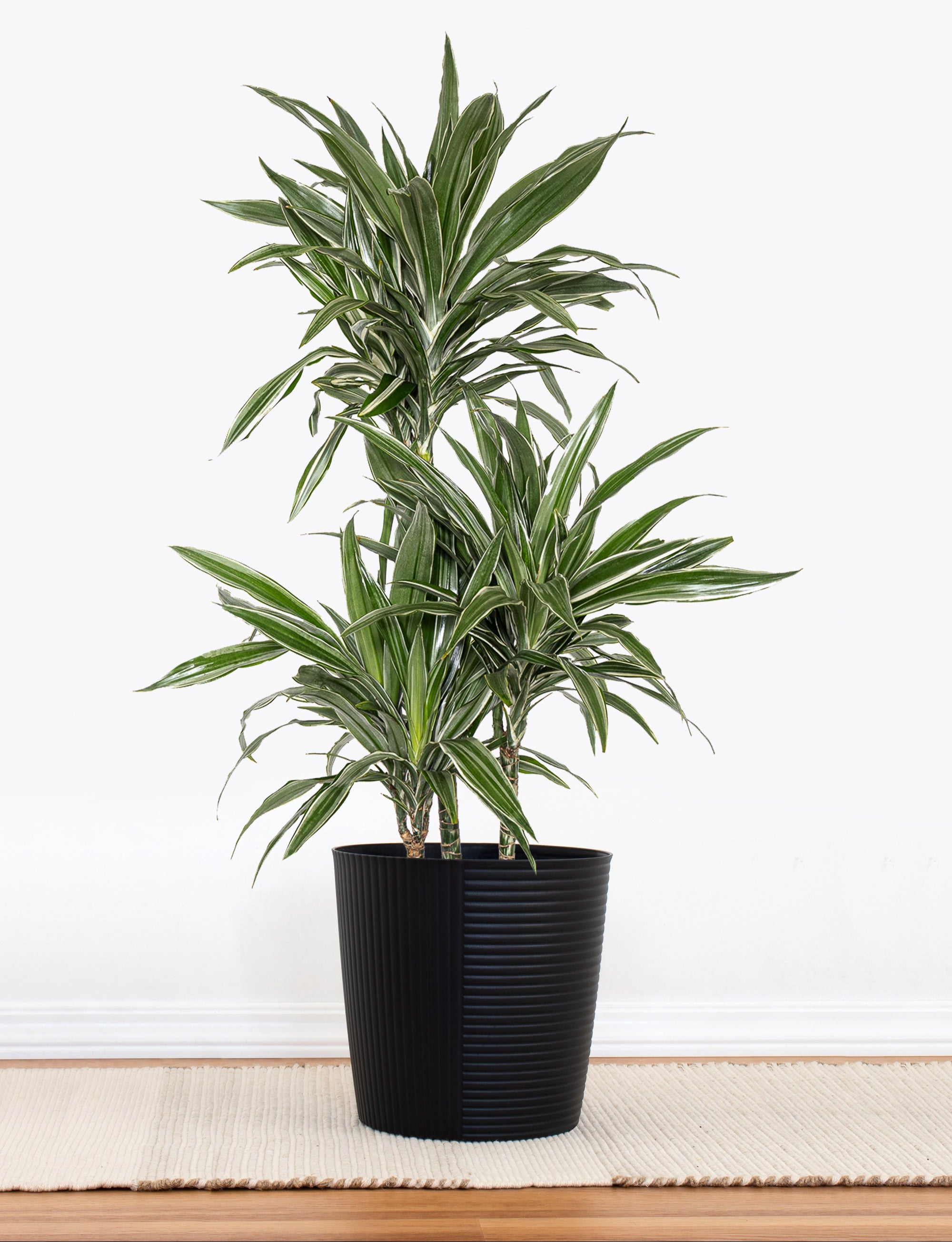 dracaena plant in pot United Nursery 10 in. Dracaena Warneckii Plant in Grower Pot