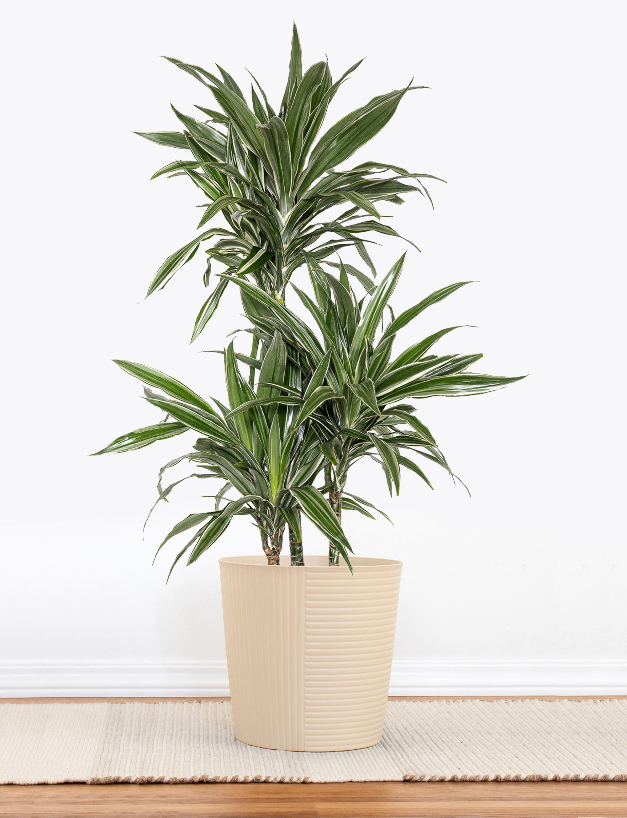pot for dracaena United Nursery 10 in. Dracaena Warneckii Plant in Grower Pot