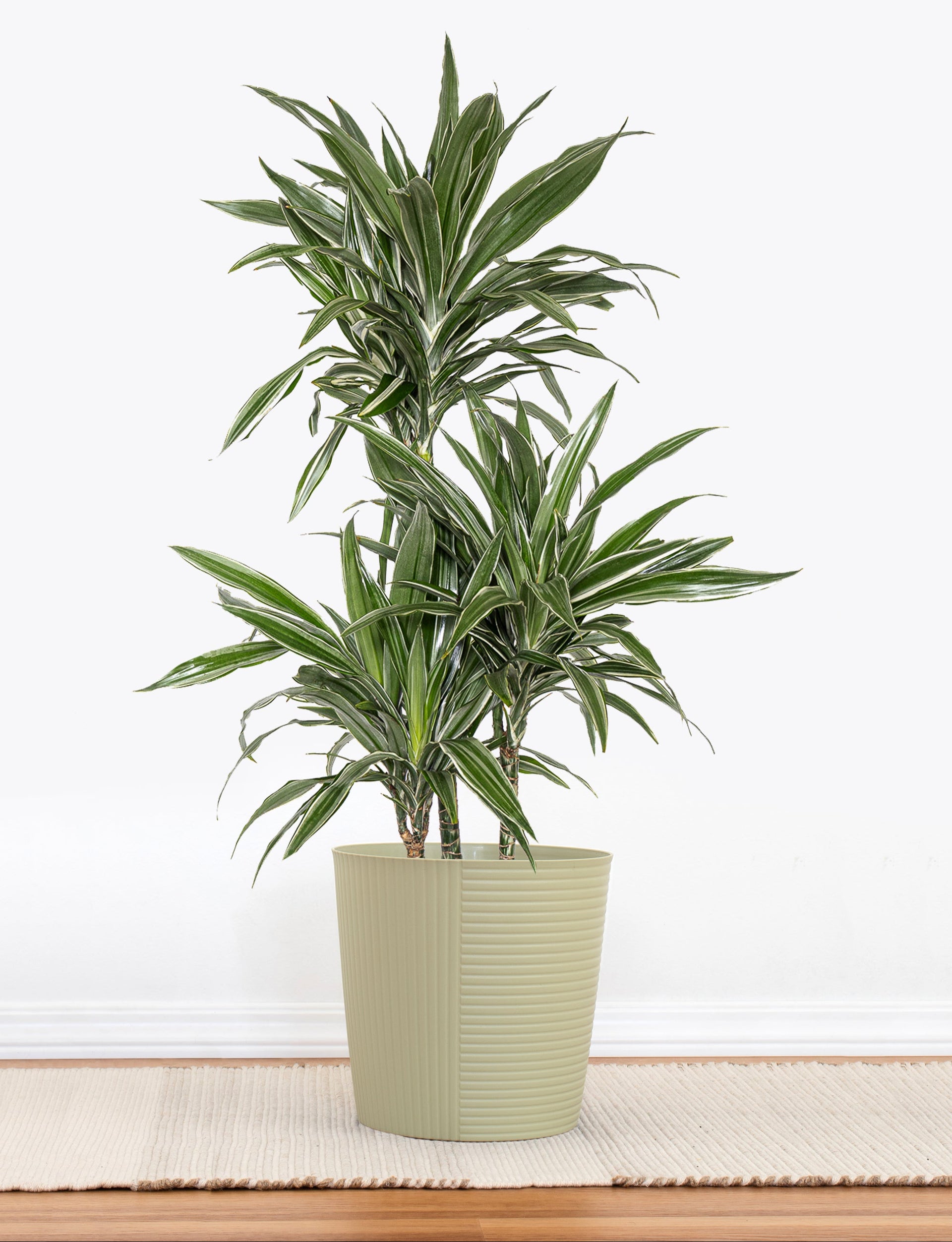 United Nursery 10 in. Dracaena Warneckii Plant in Grower Pot