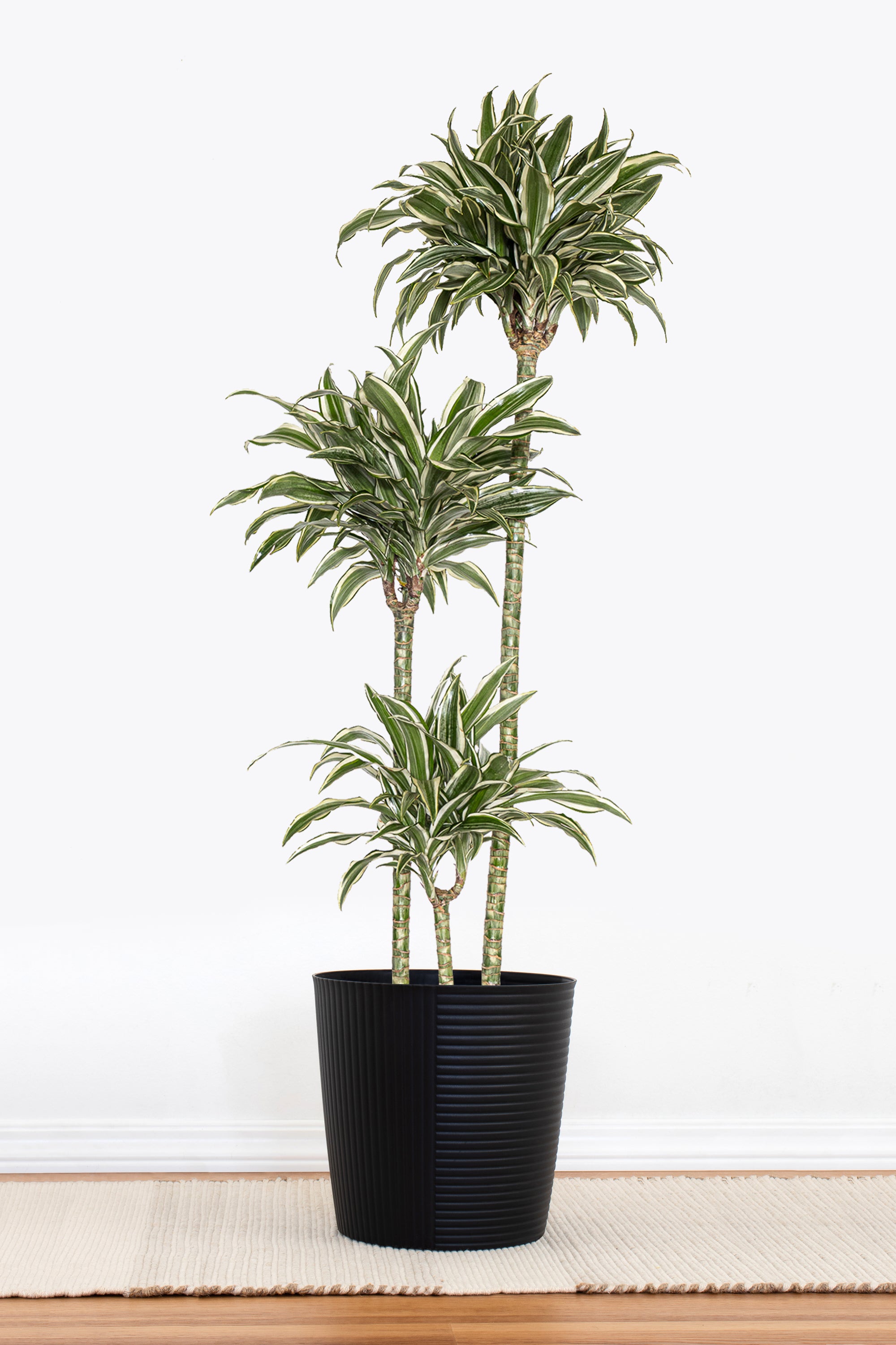 Dracaena Warneckii White Jewel