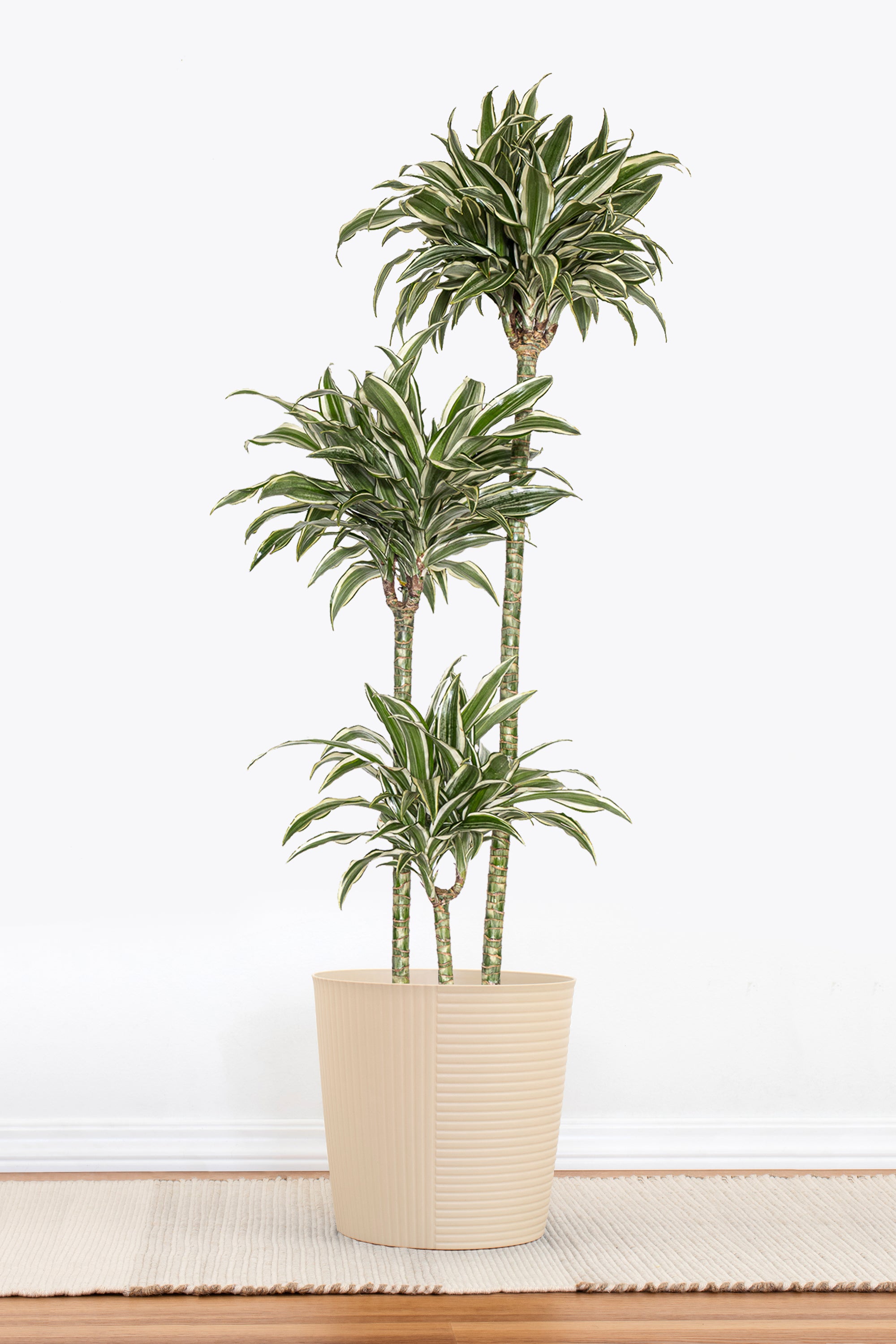 Dracaena Warneckii White Jewel