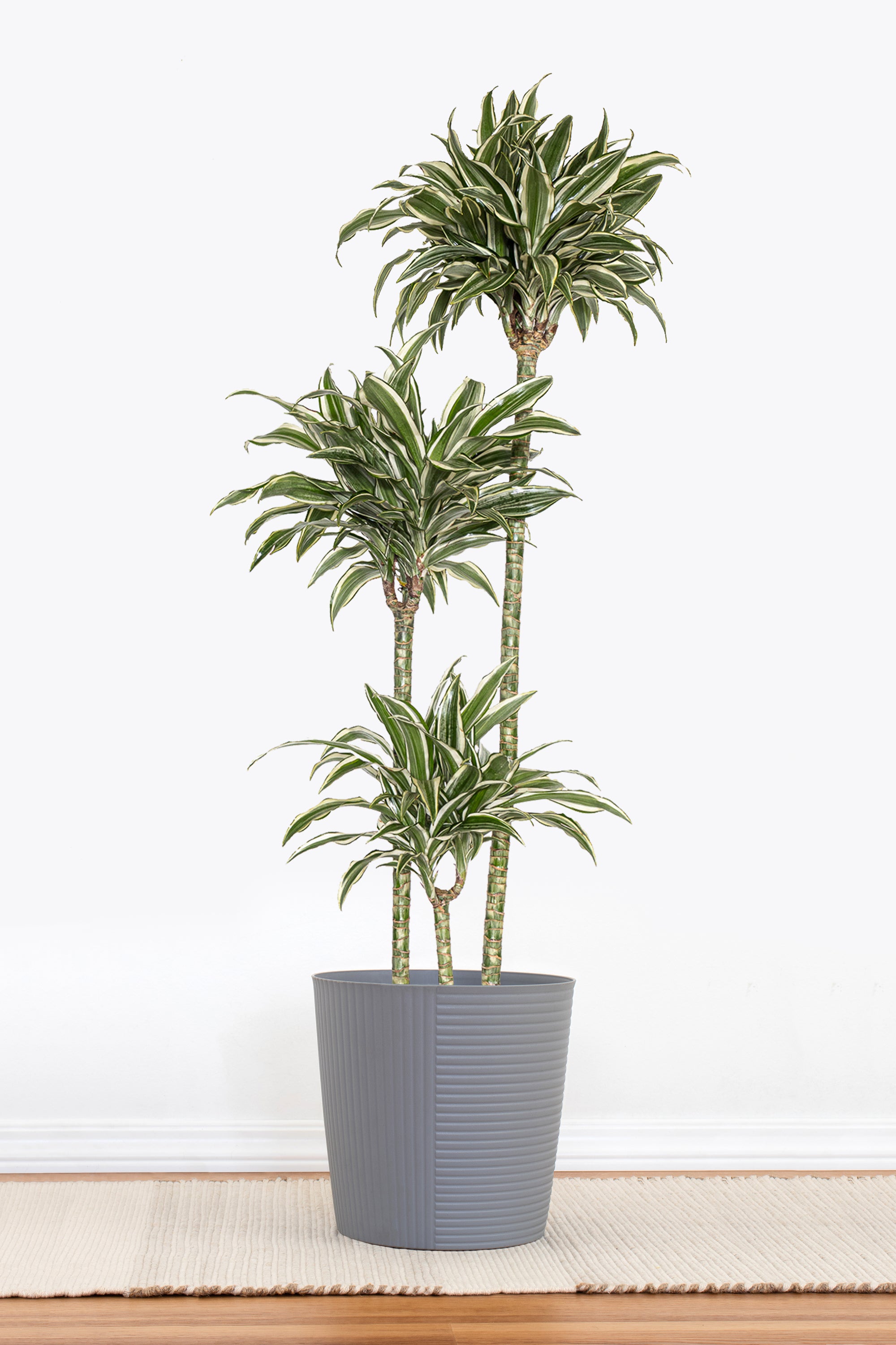 dracaena deremensis white jewel United Nursery 10 in. Dracaena Warneckii Plant Compacta in White Decor Pot