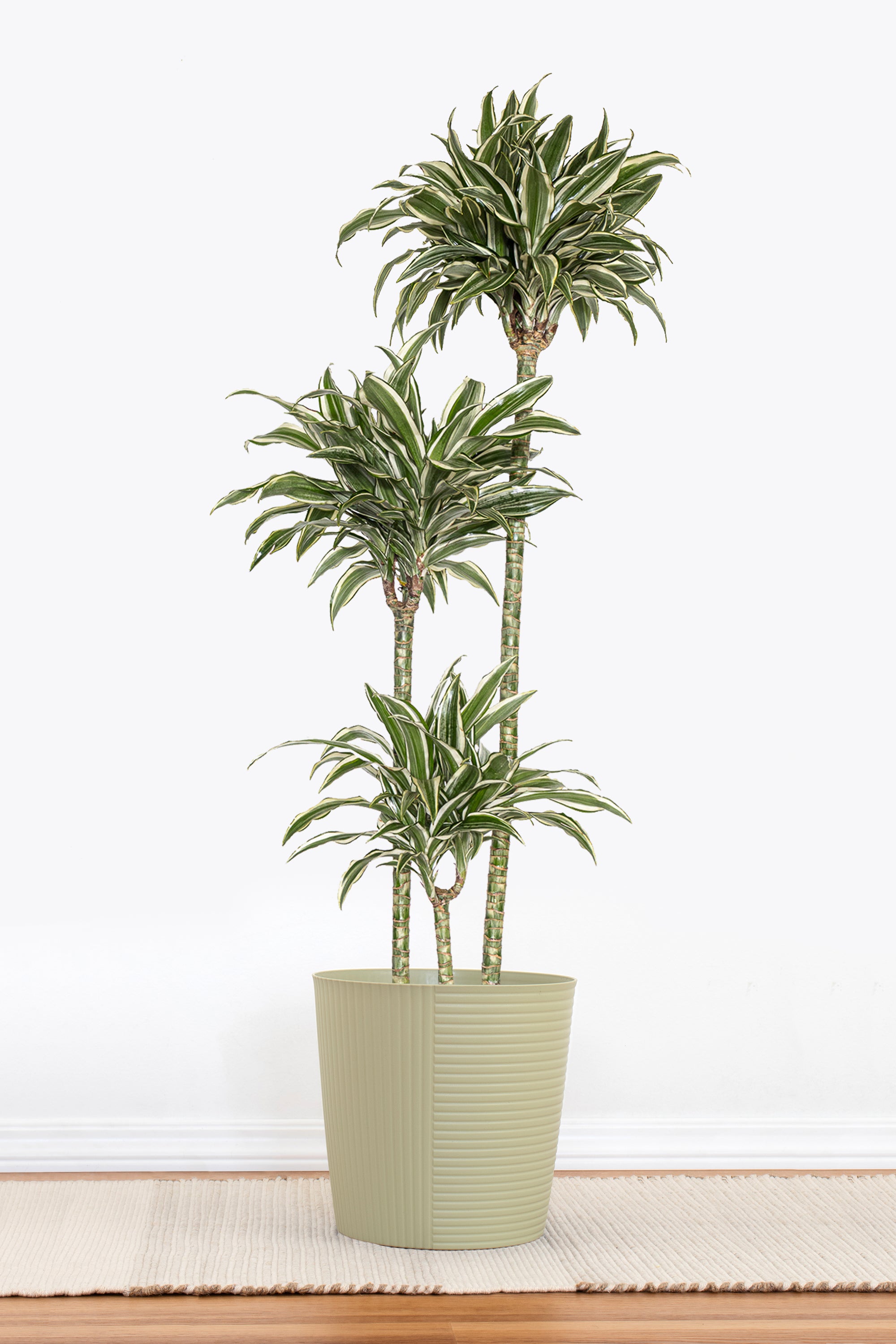 Dracaena Warneckii White Jewel