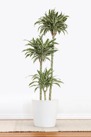 Dracaena Warneckii White Jewel