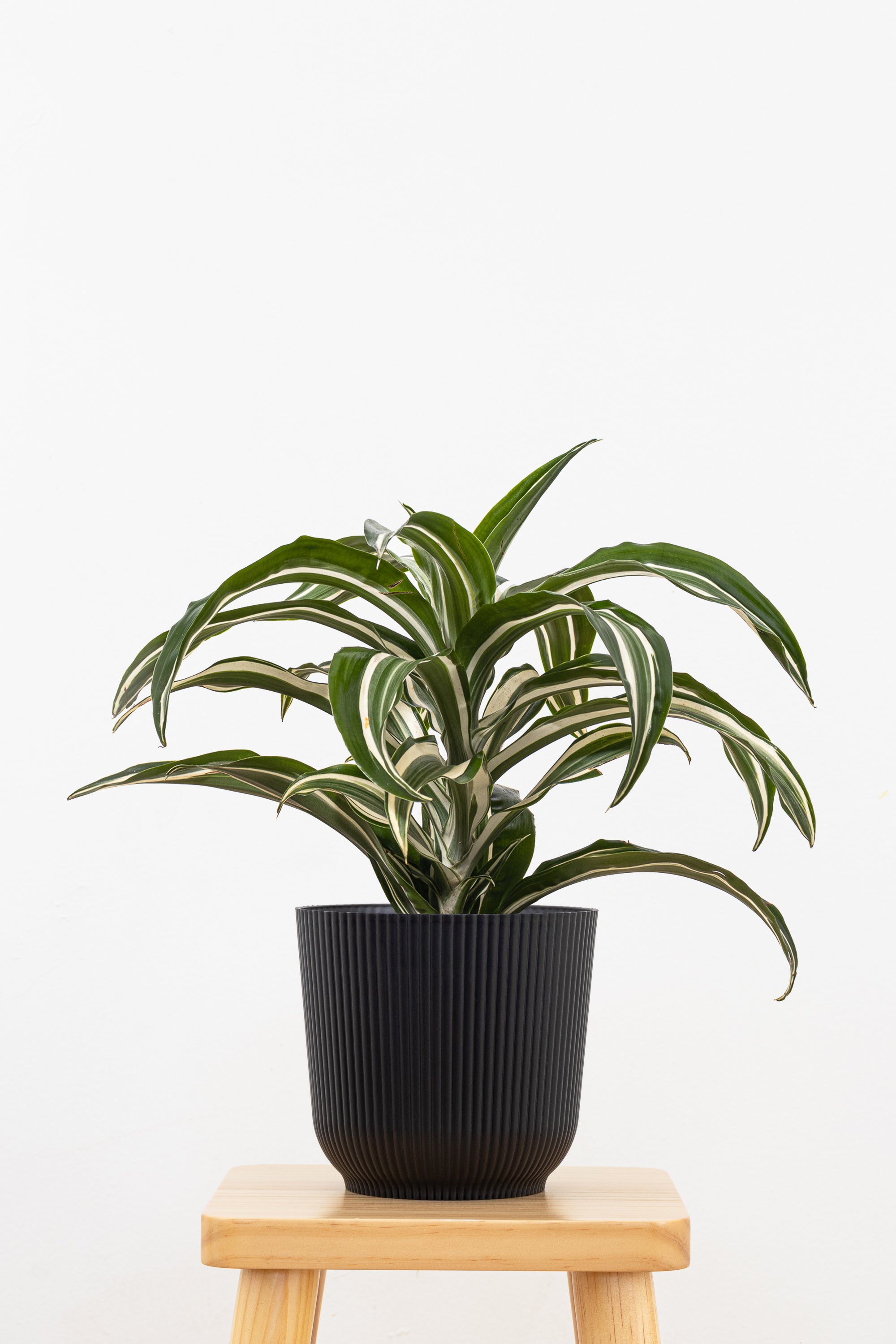 United Nursery Dracaena Jade Jewel - Thumbnail 4