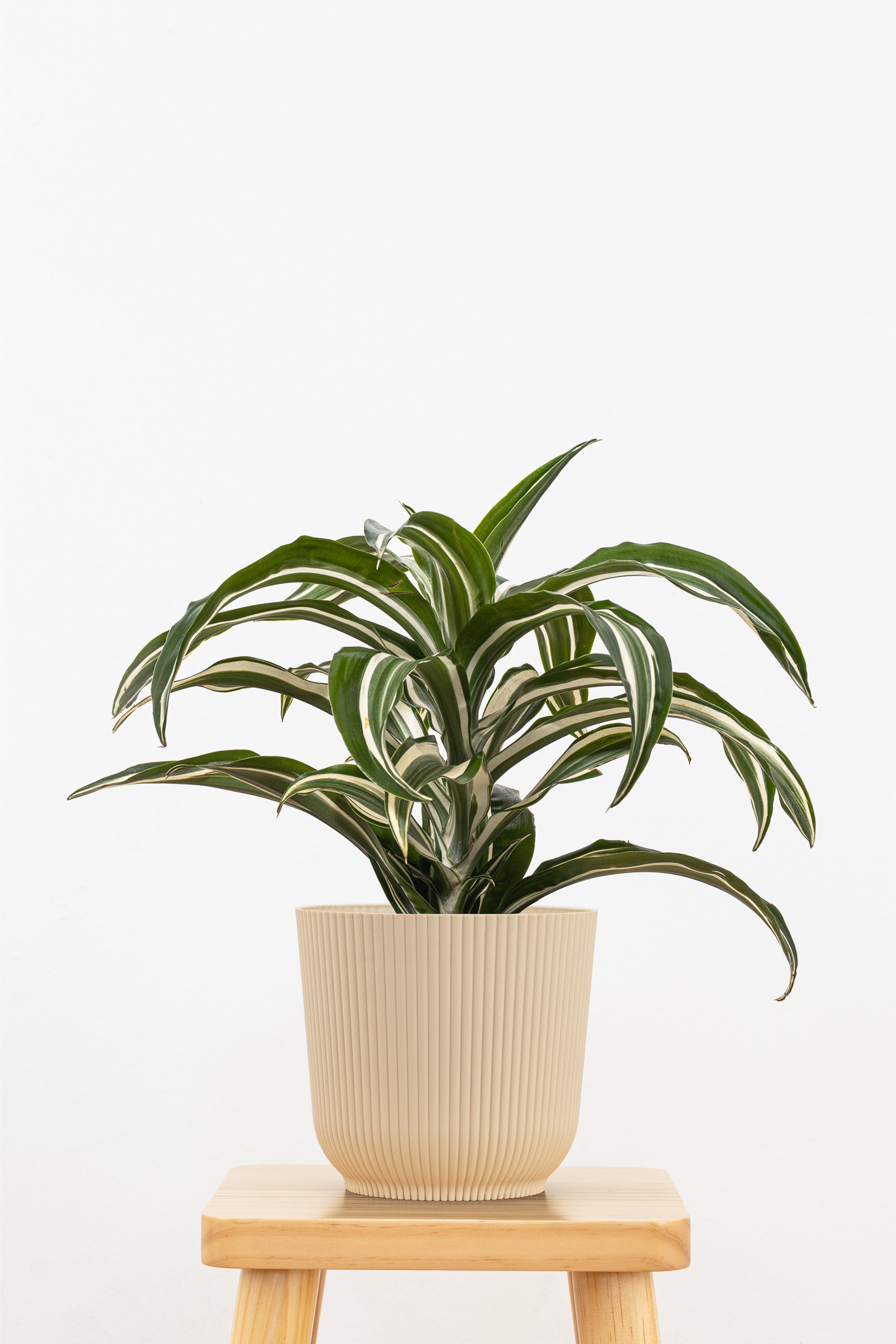 dracaena white jewel plant Dracaena Jade Jewel | 6" Pot | Easy Care Houseplant