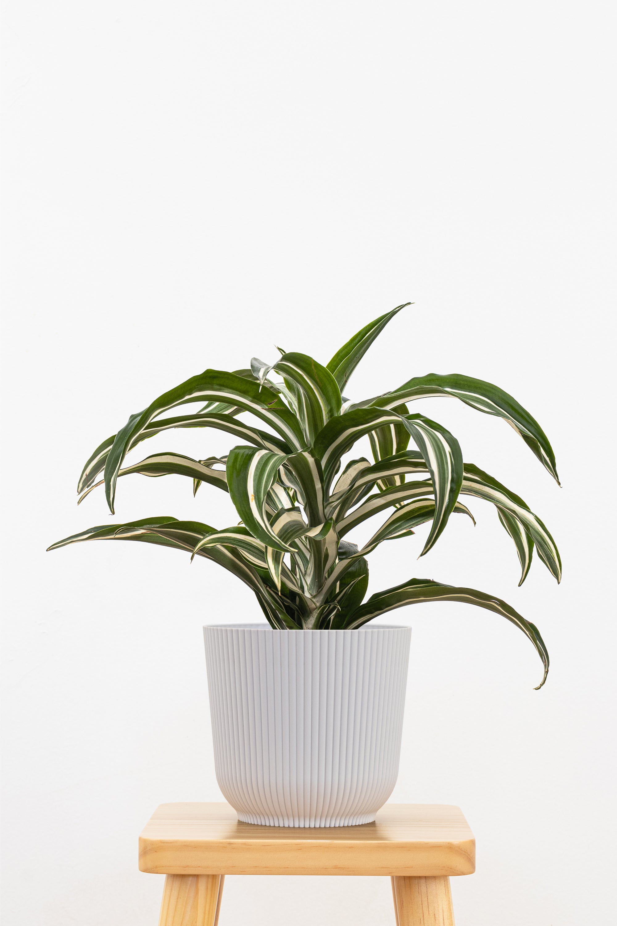 white jewel dracaena care Dracaena Jade Jewel | 6" Pot | Easy Care Houseplant