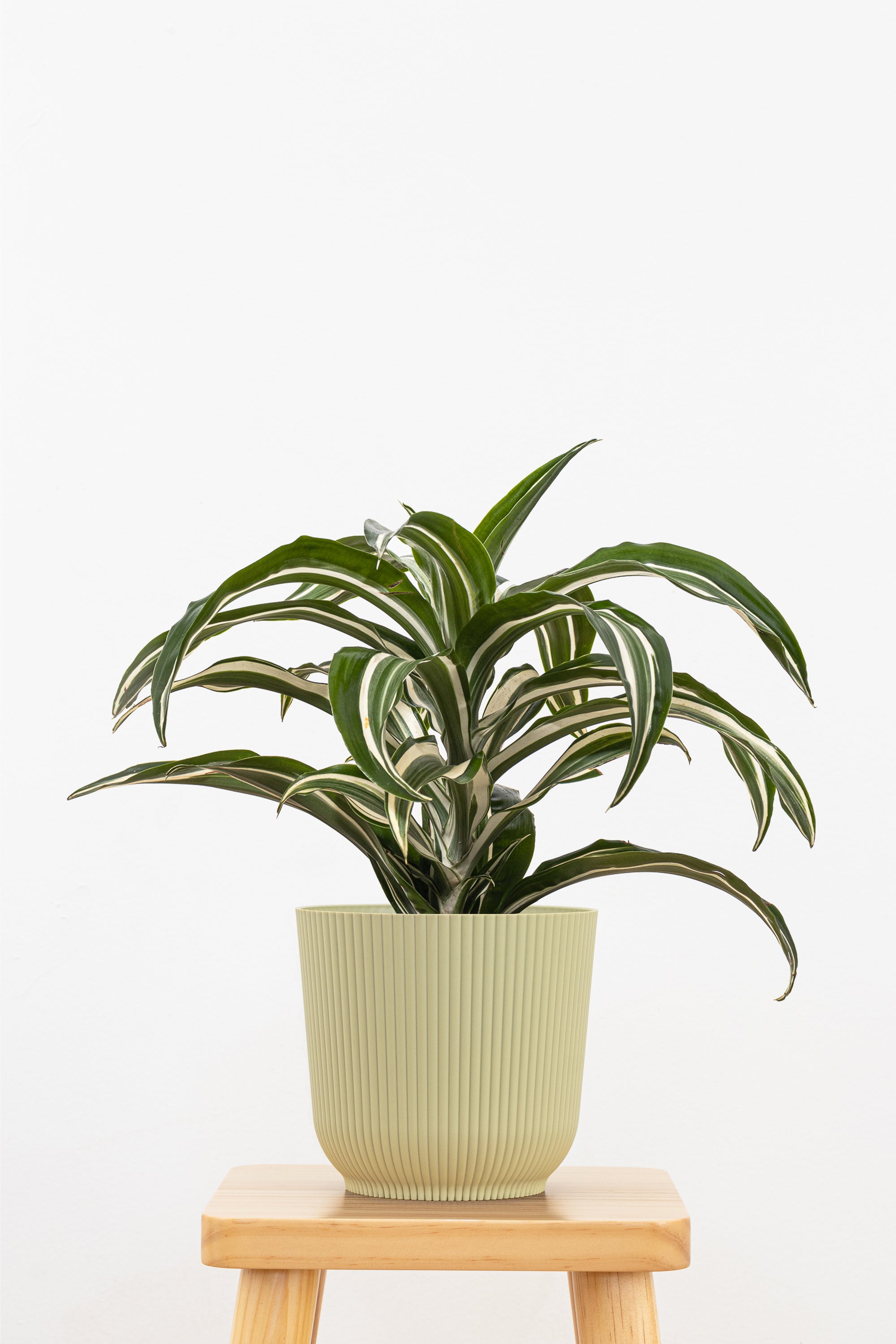 dracaena fragrans jade jewel Dracaena Jade Jewel | 6" Pot | Easy Care Houseplant
