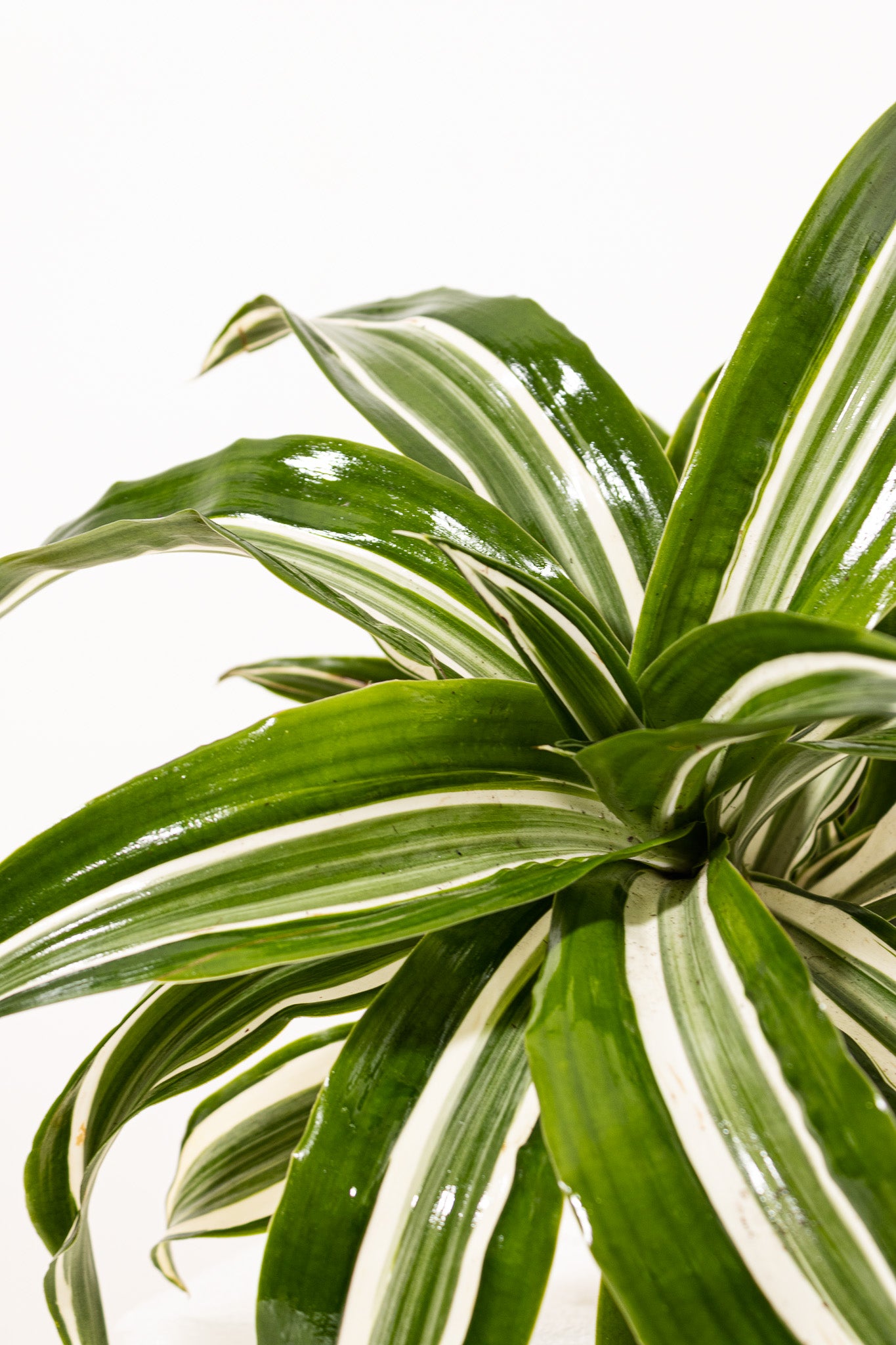 dracena jade jewel plant Dracaena Jade Jewel | 6" Pot | Easy Care Houseplant