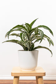 Dracaena Jade Jewel