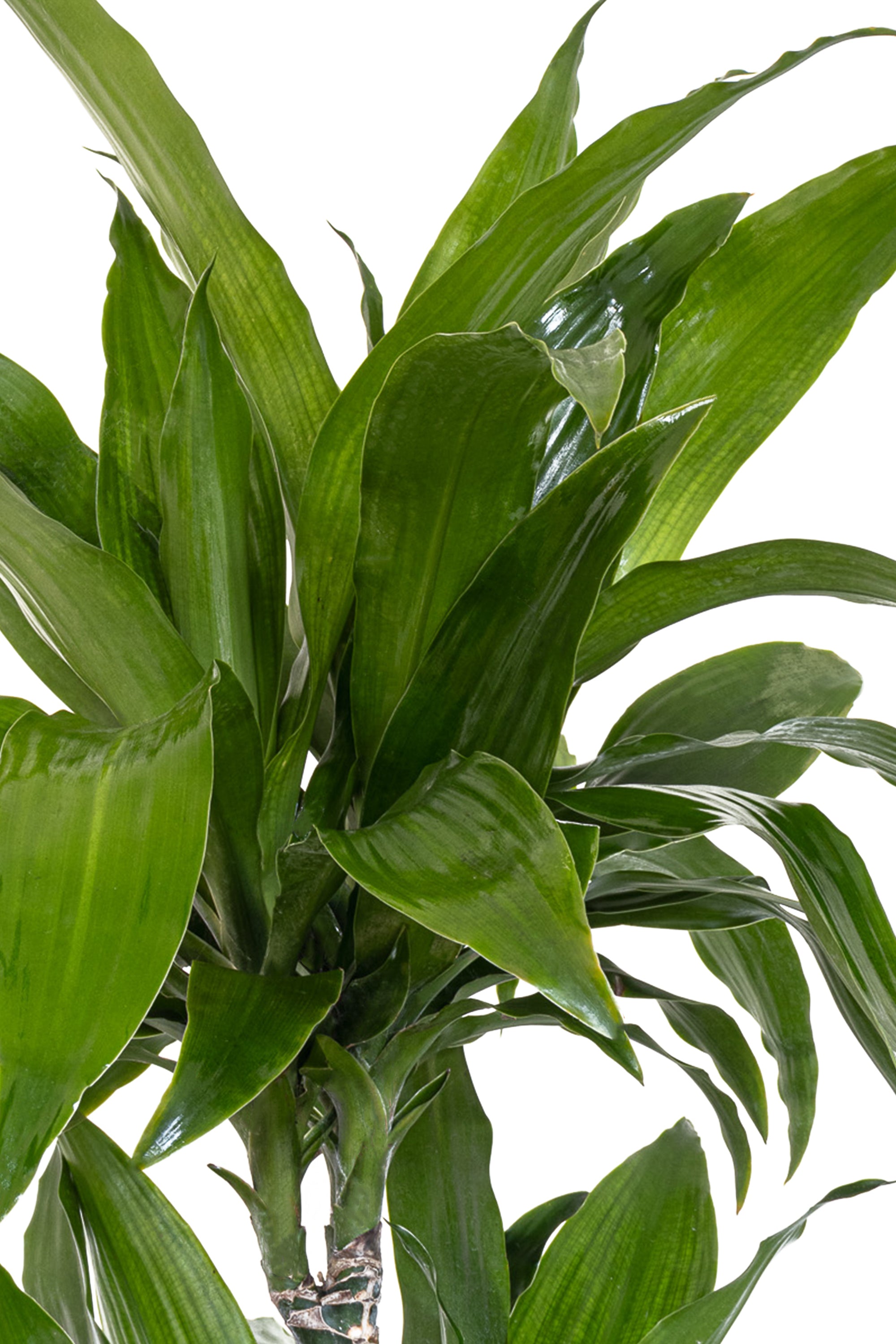 United Nursery Dracaena Janet Craig - Thumbnail 3