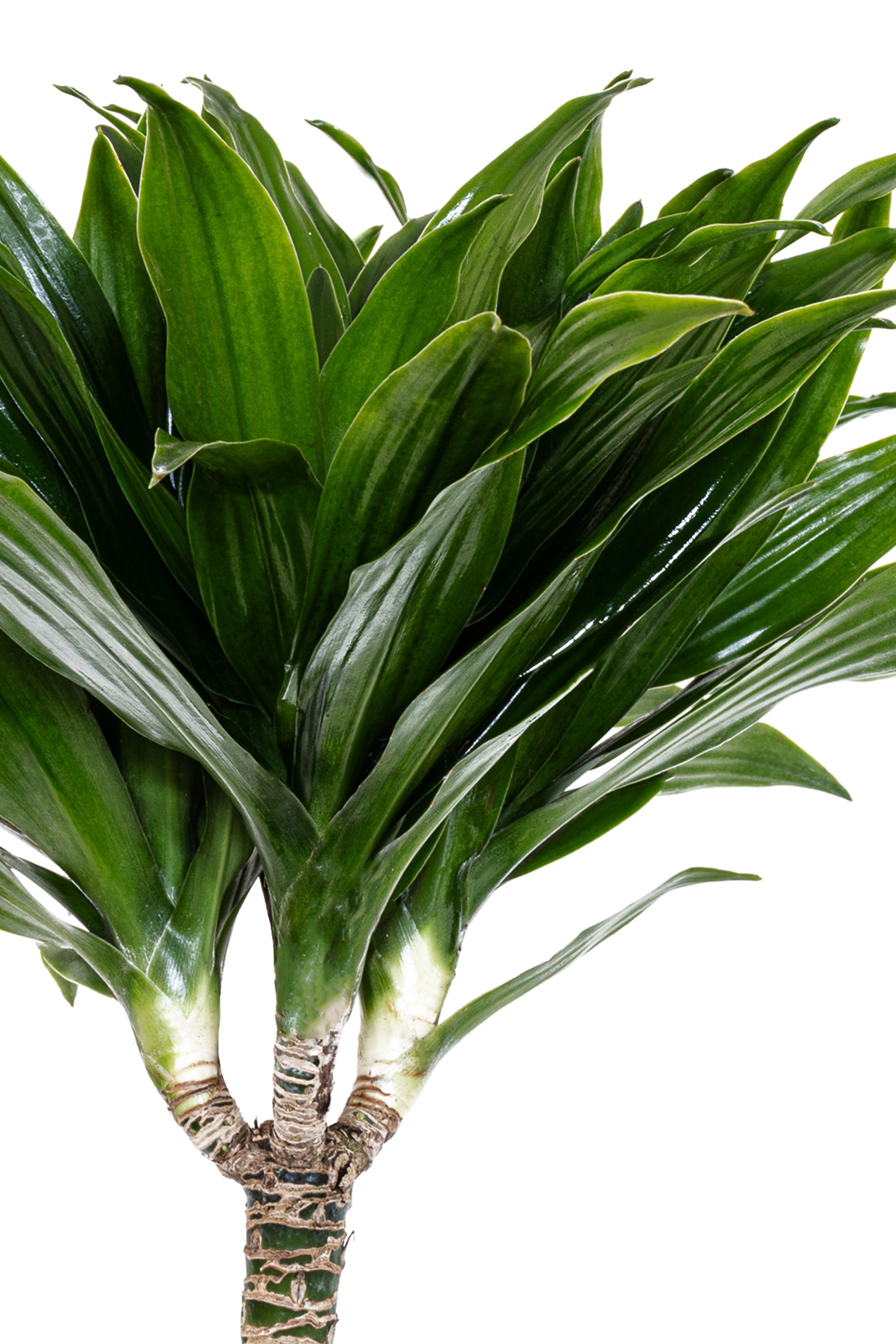 Dracaena Janet Craig Compacta