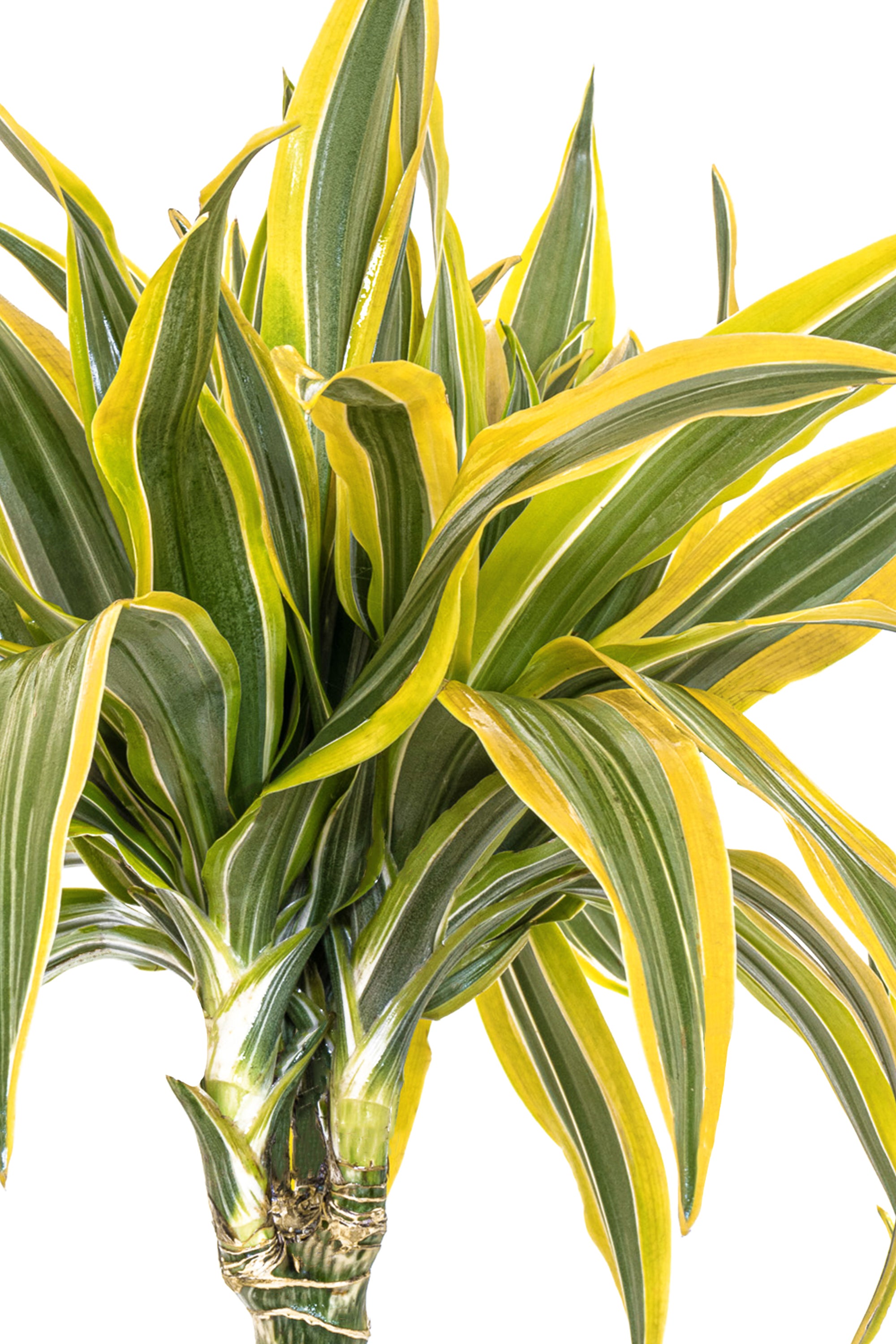 Dracaena Lemon Lime