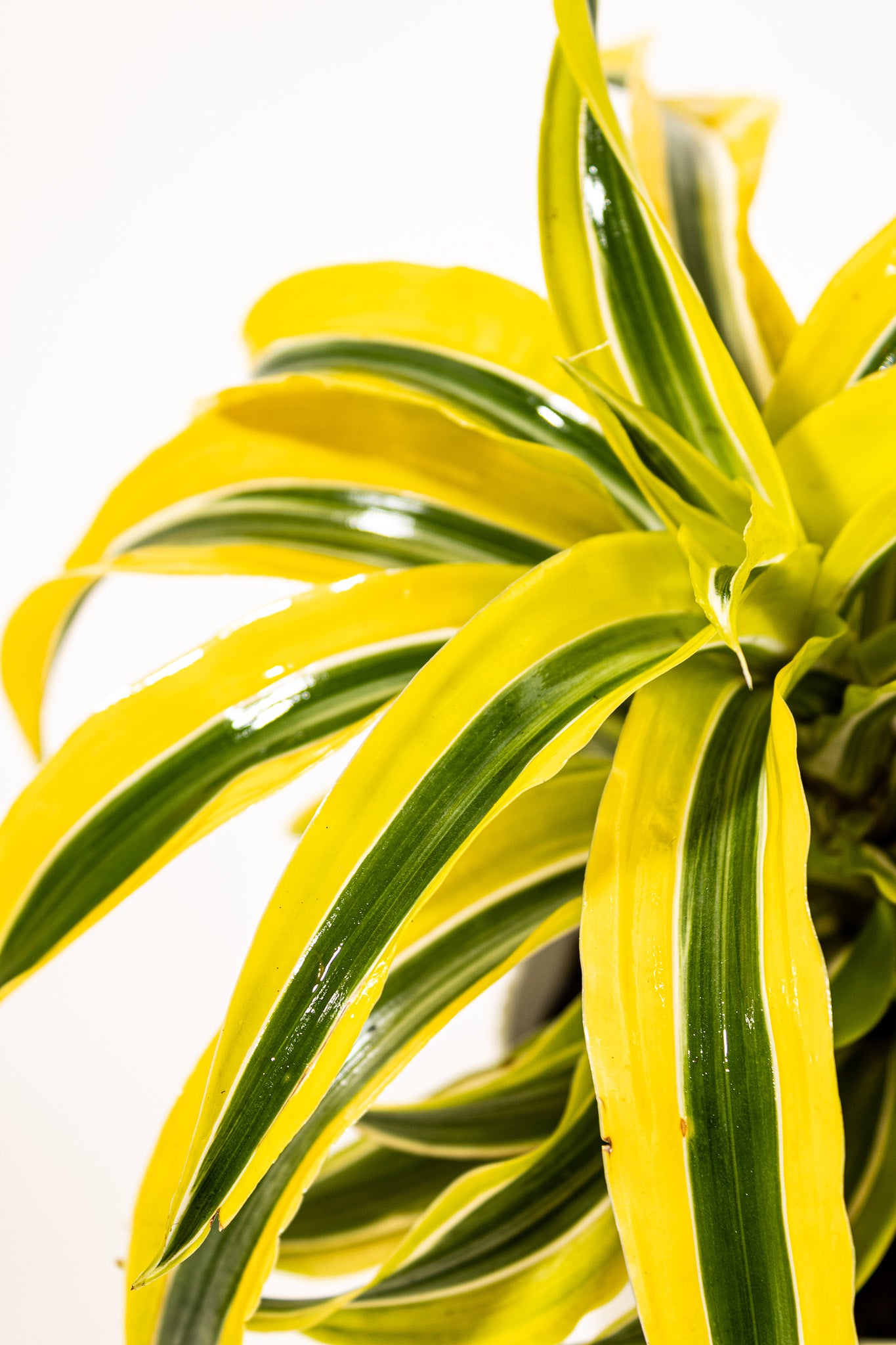 United Nursery Dracaena Lemon Surprise - Thumbnail 5
