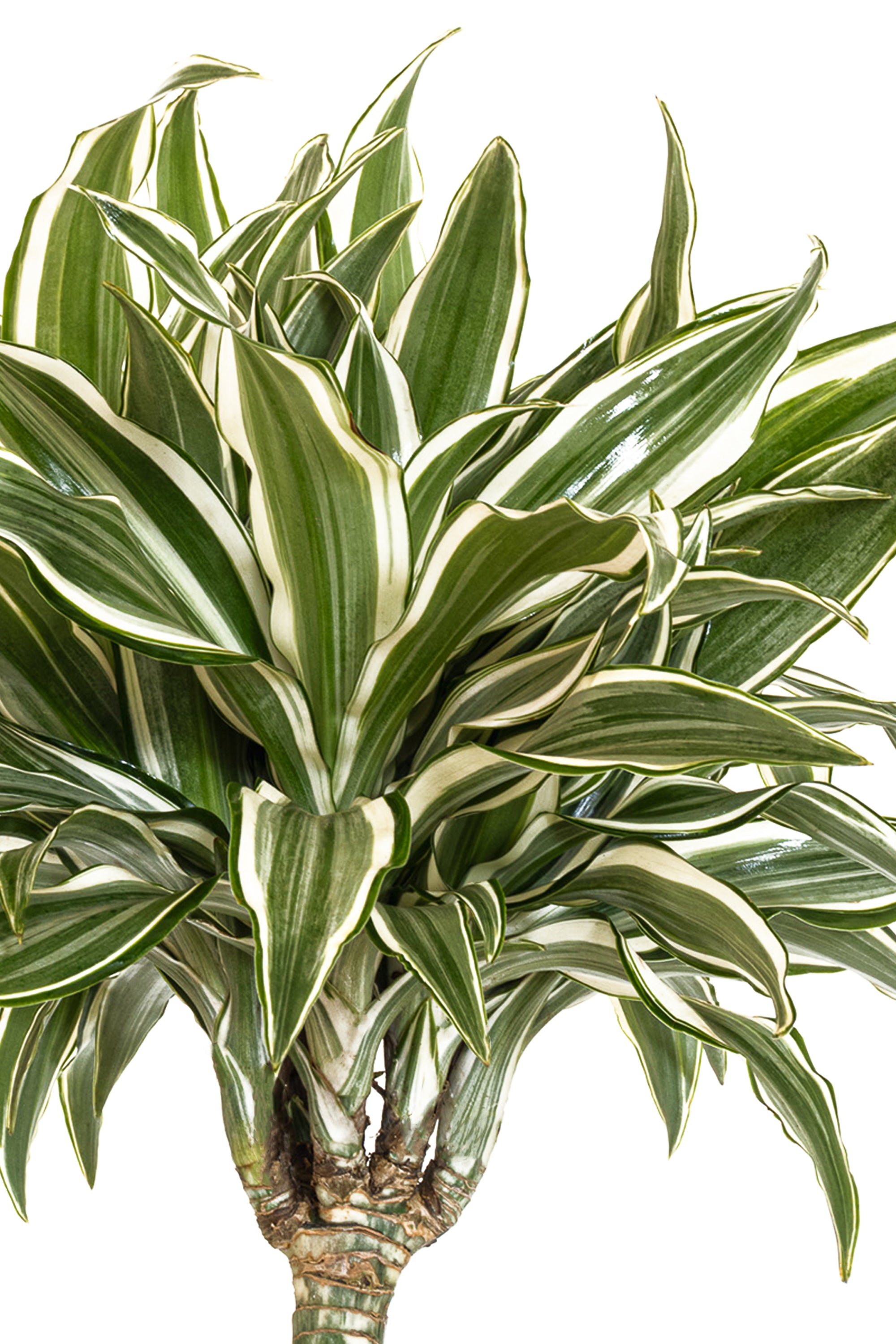 United Nursery Dracaena Warneckii