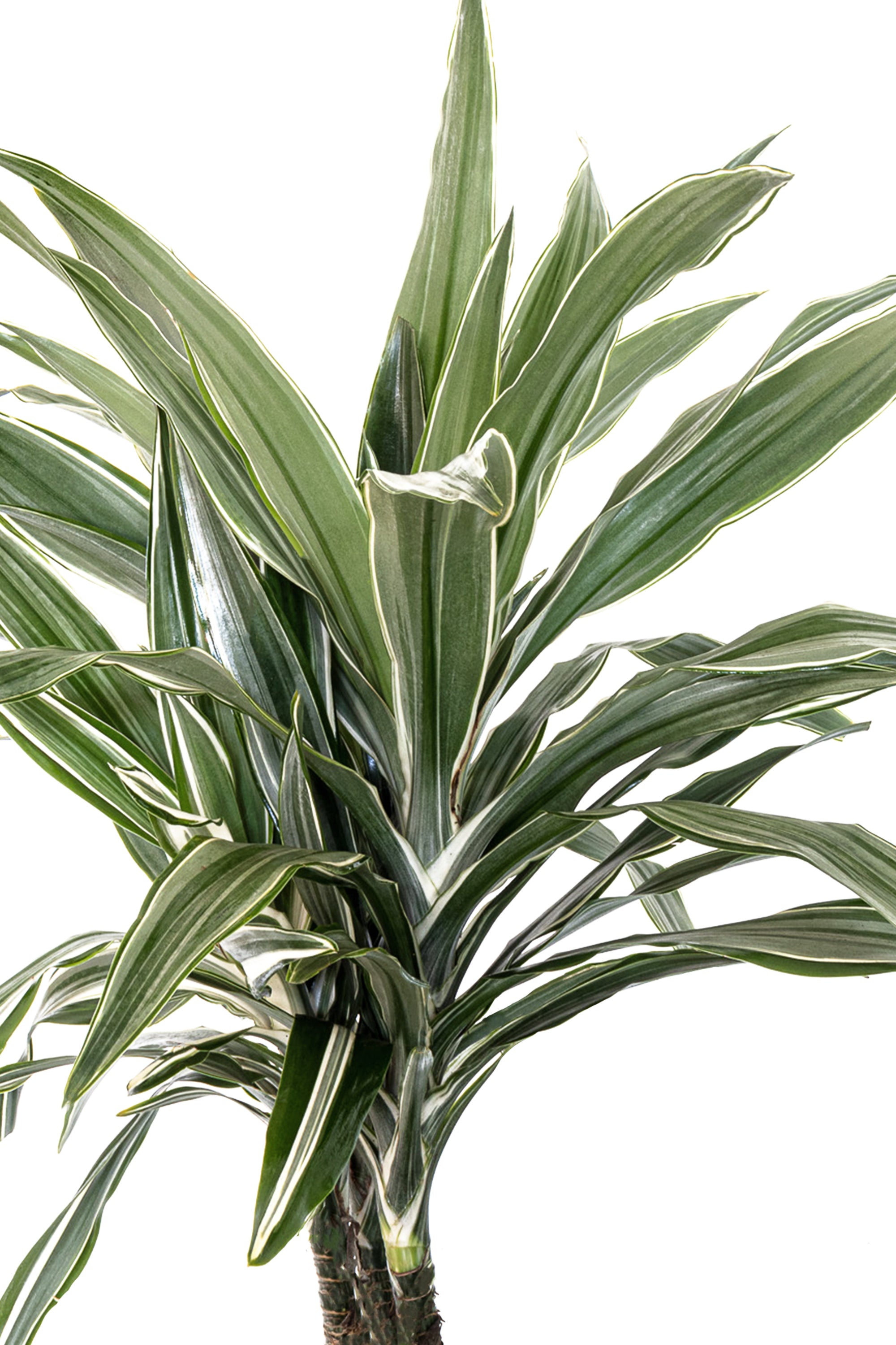 Dracaena Warneckii