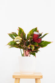 Aglaonema Siam Aurora