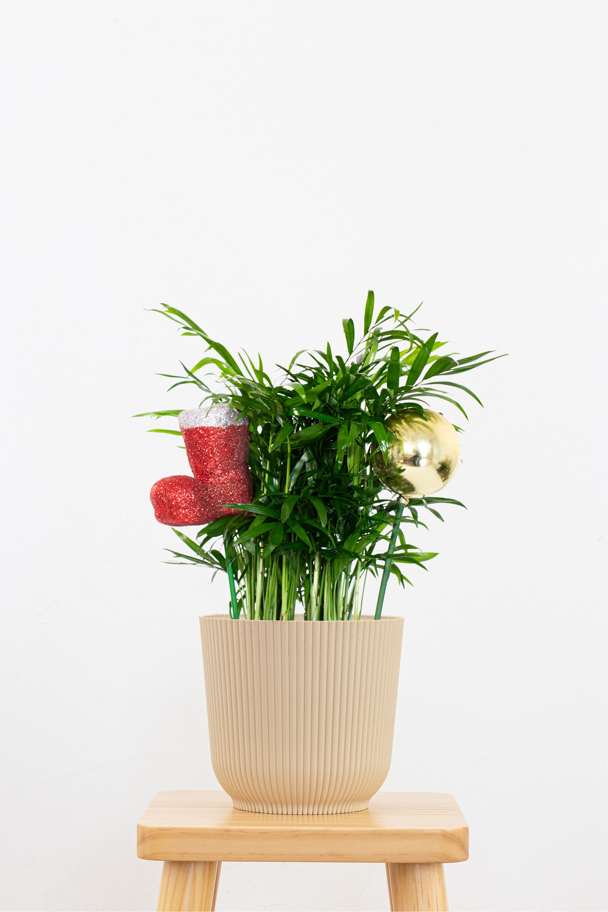 parlor palm pot Parlor Palm