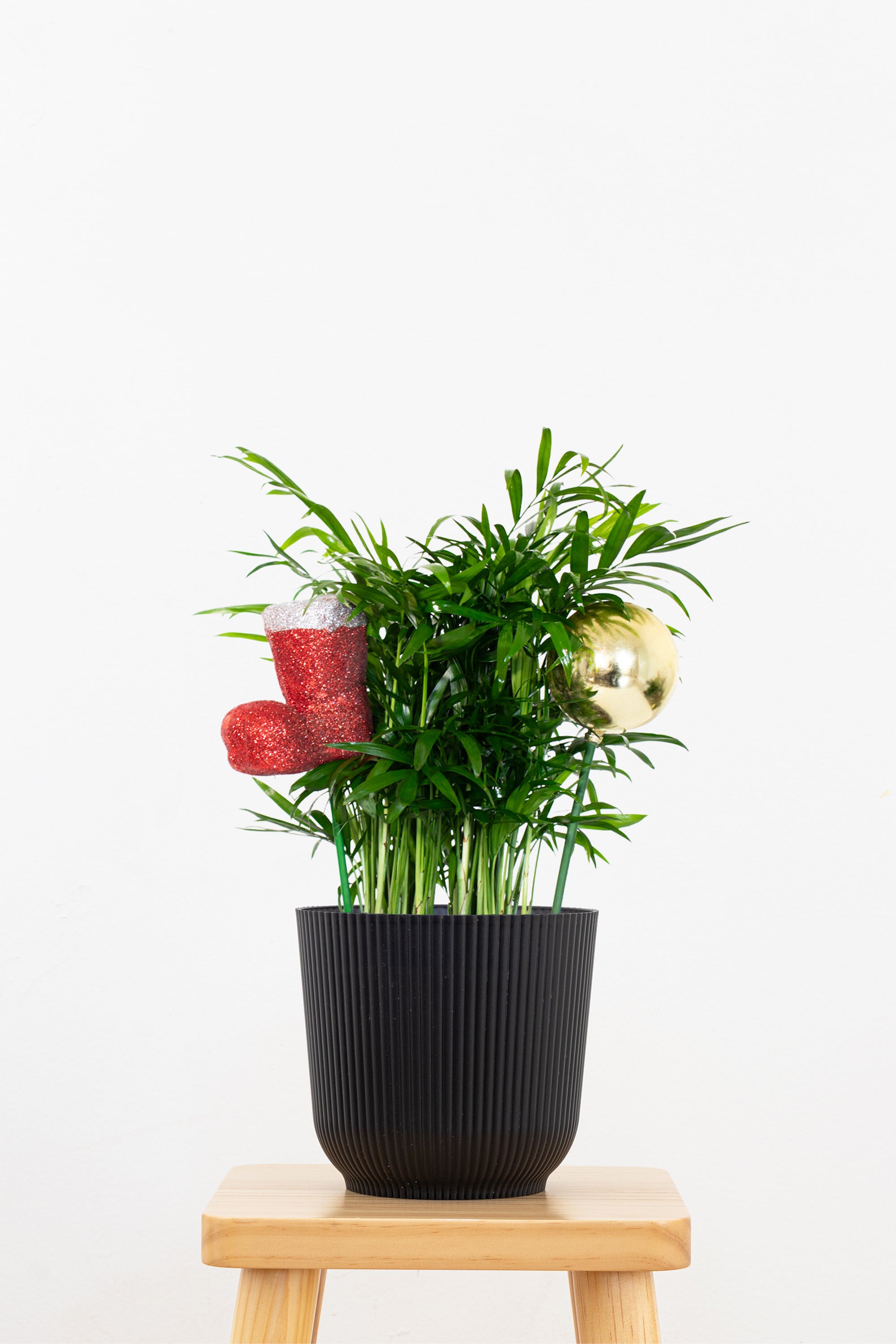 parlor palm bonsai Parlor Palm