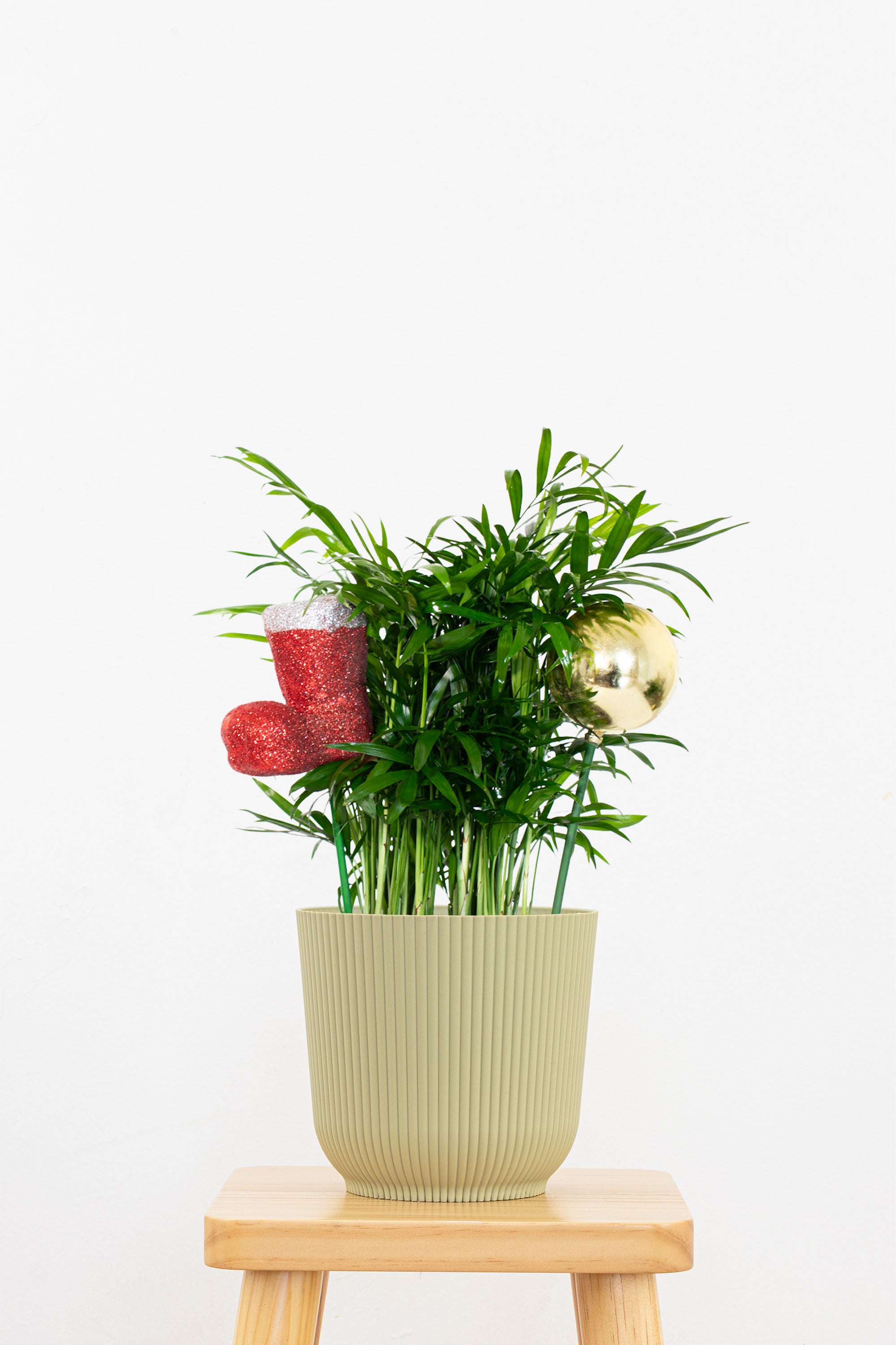 parlor palm where to buy Parlor Palm