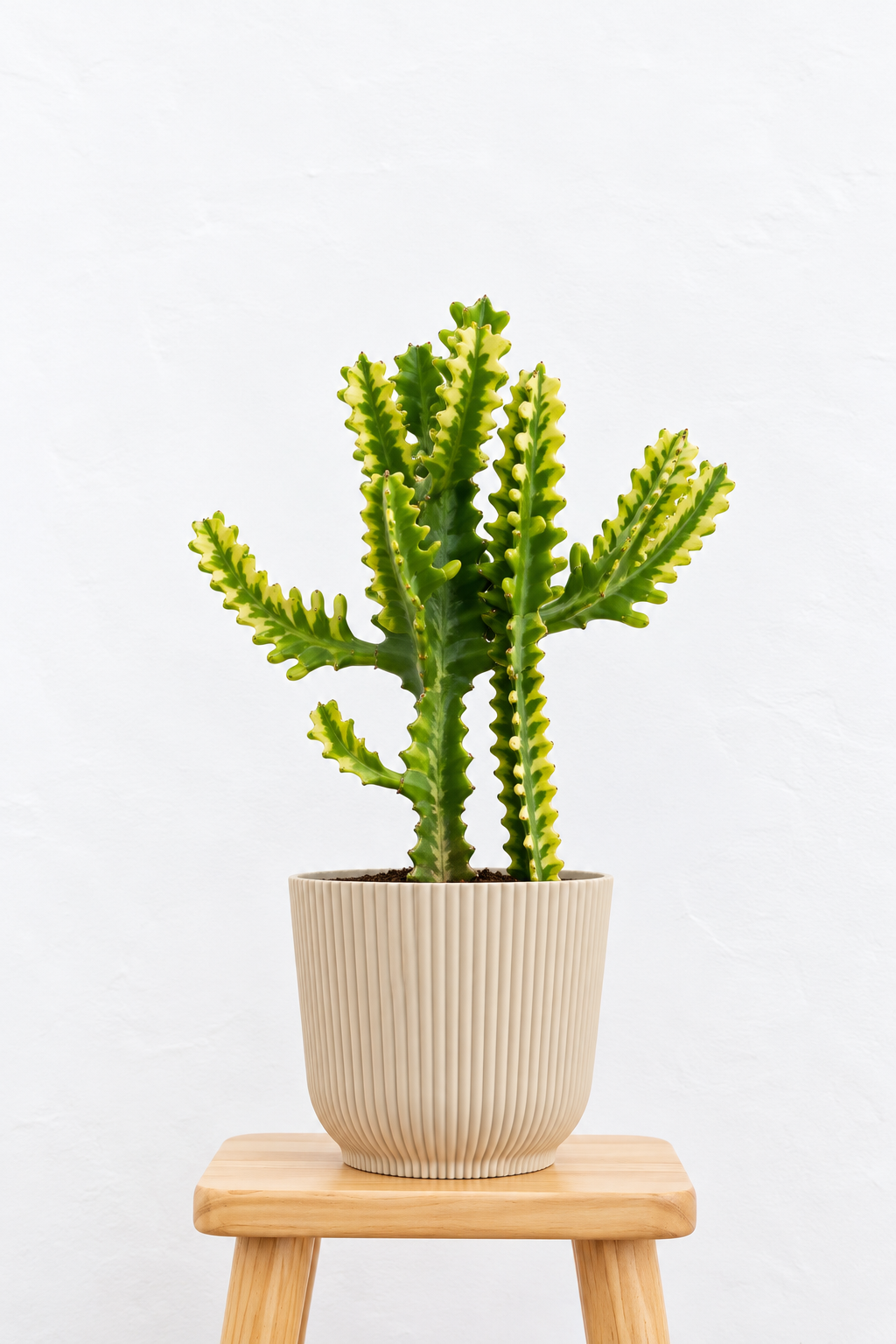 Euphorbia Mint Cream
