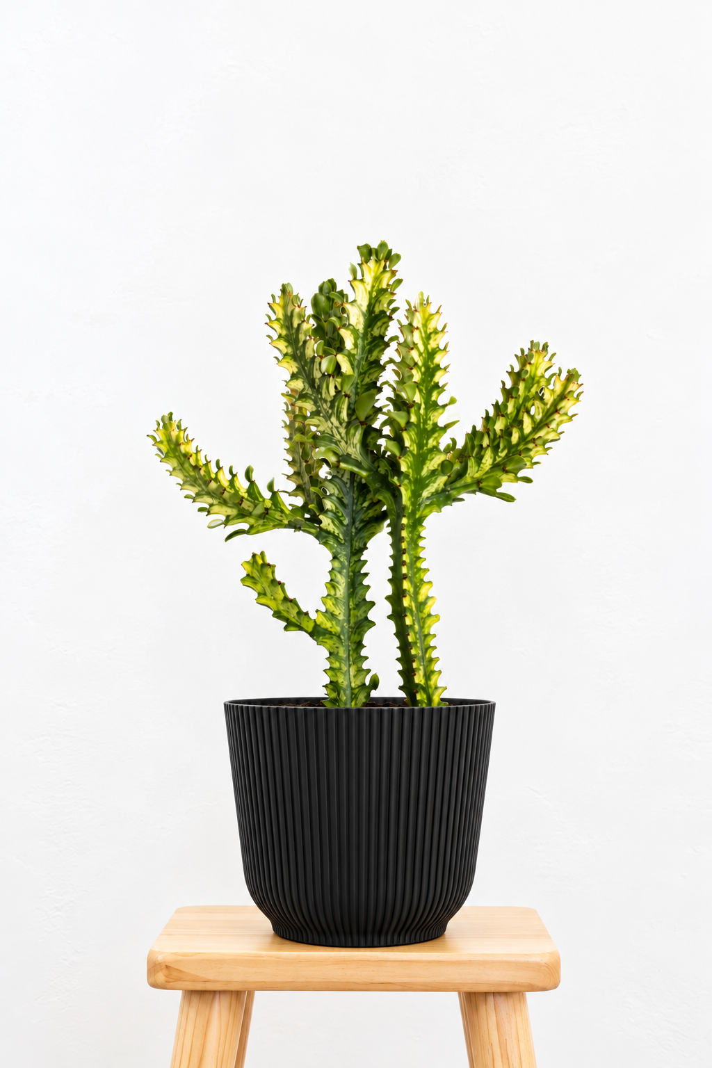 Euphorbia Mint Cream