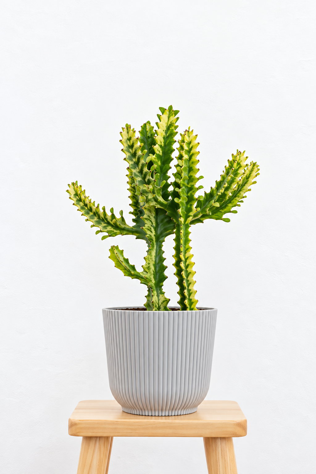 Euphorbia Mint Cream