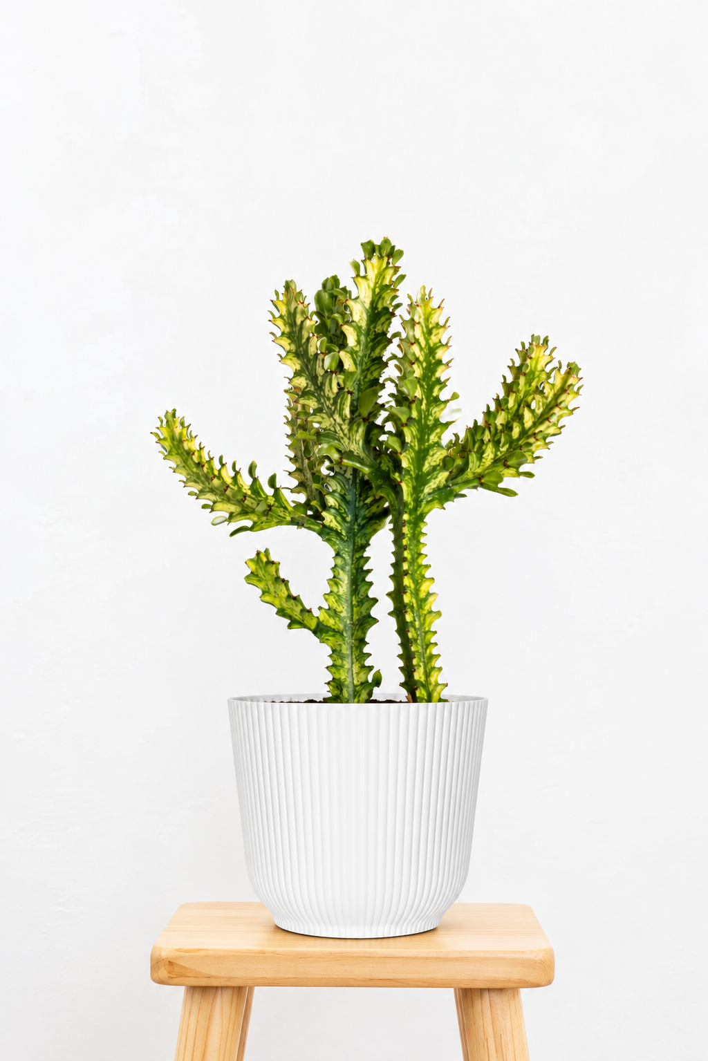 Euphorbia Mint Cream