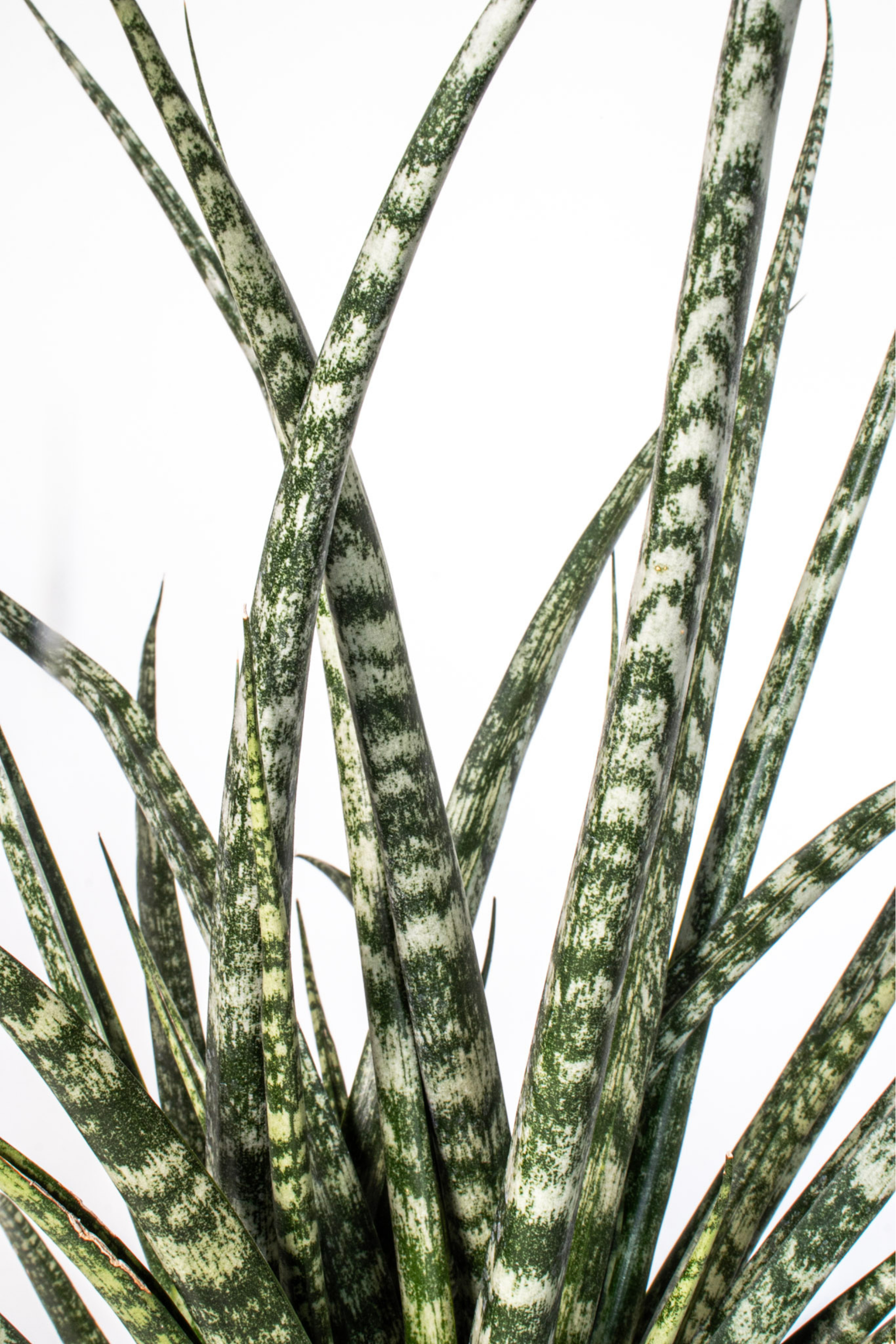 sansevieria fernwood snake plant Sansevieria Fernwood Mikado Plant in 6 in Decor Pot