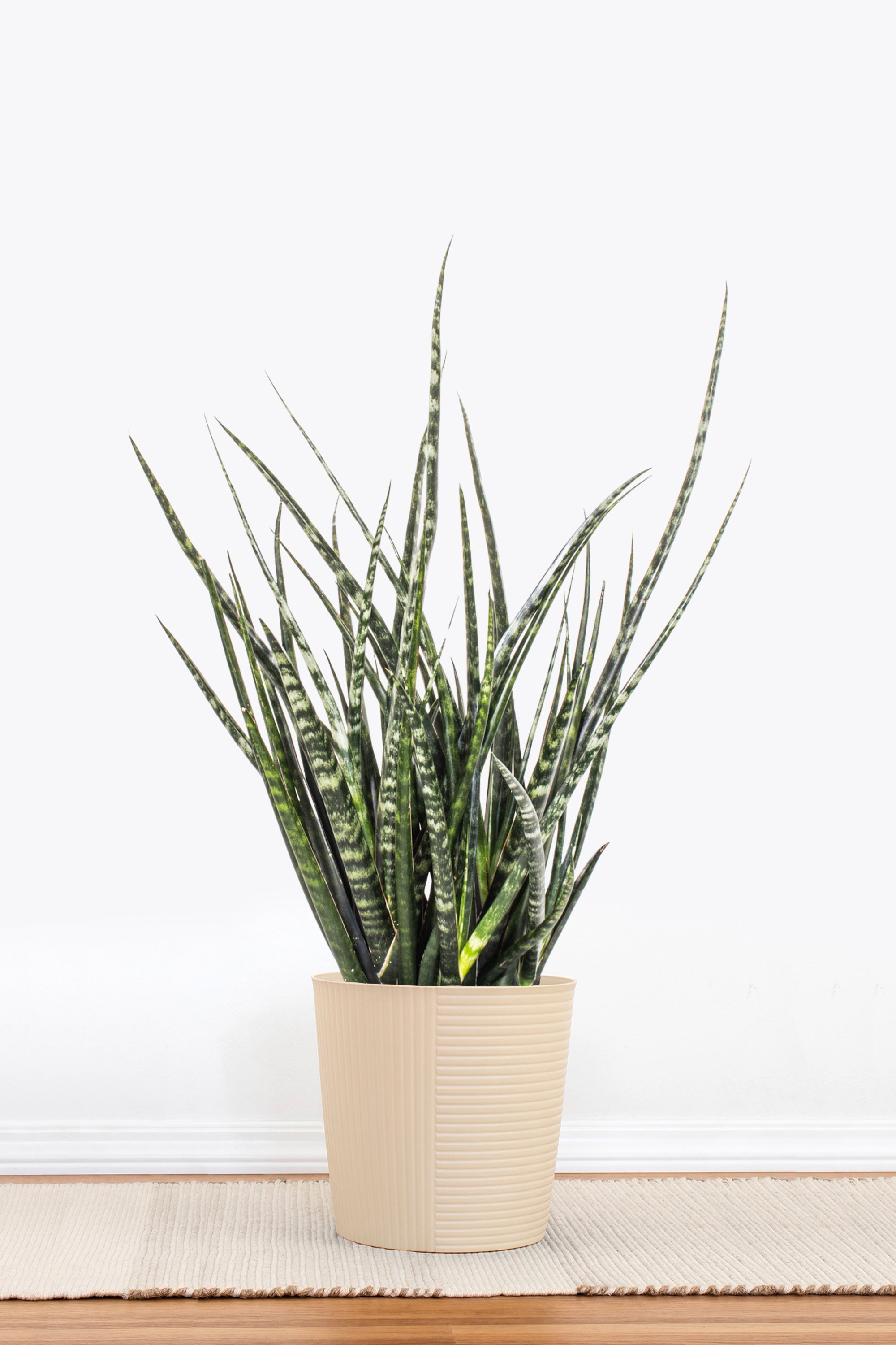 Sansevieria Fernwood