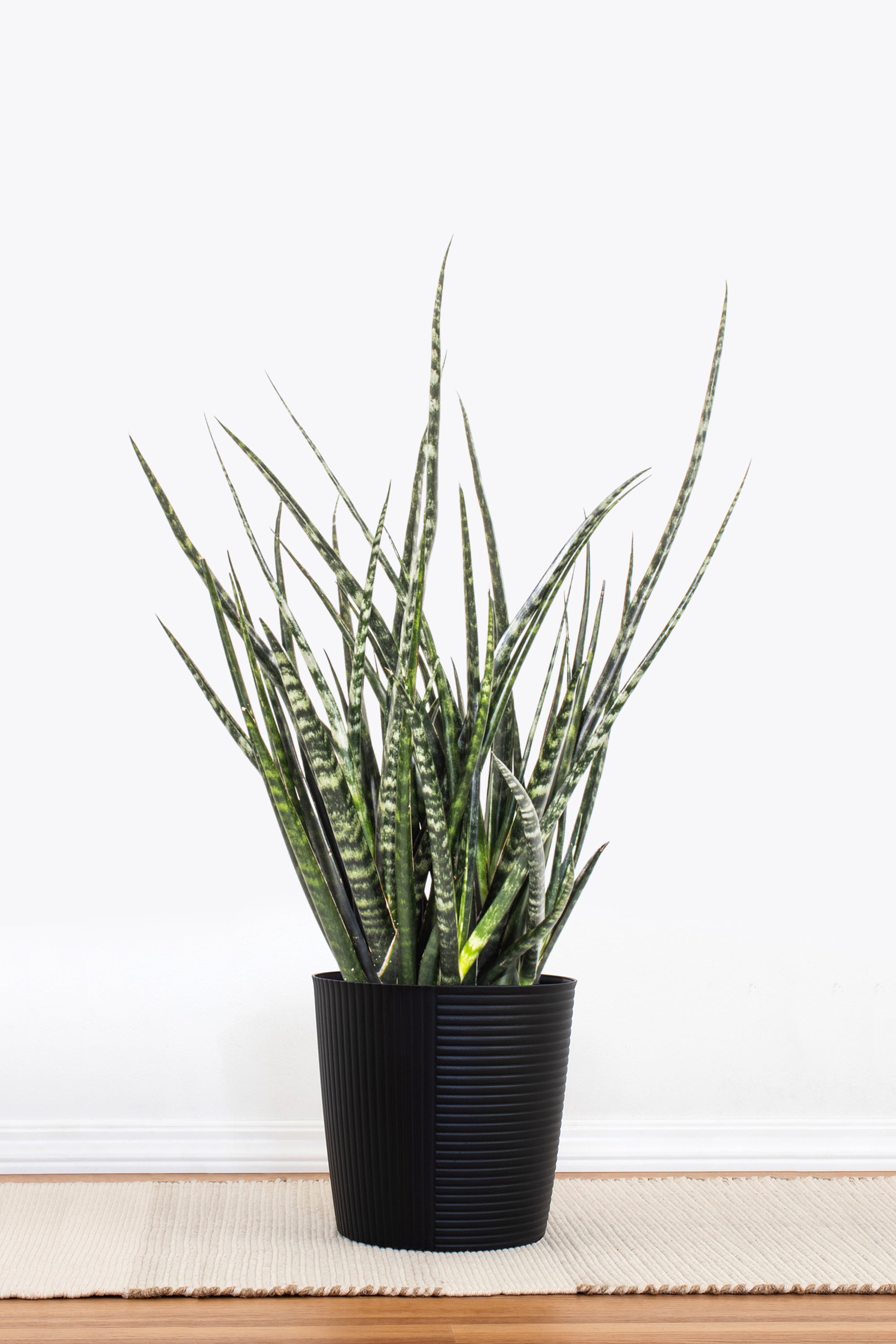Sansevieria Fernwood