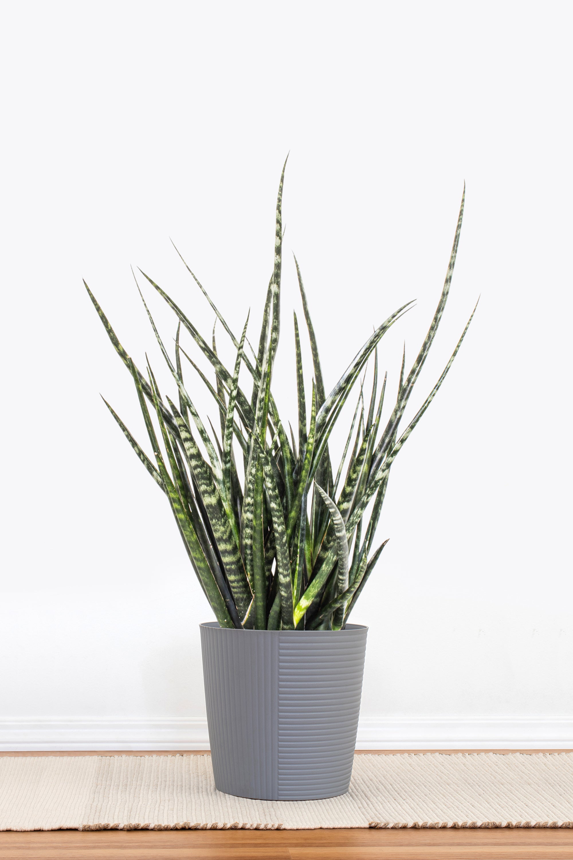 Sansevieria Fernwood