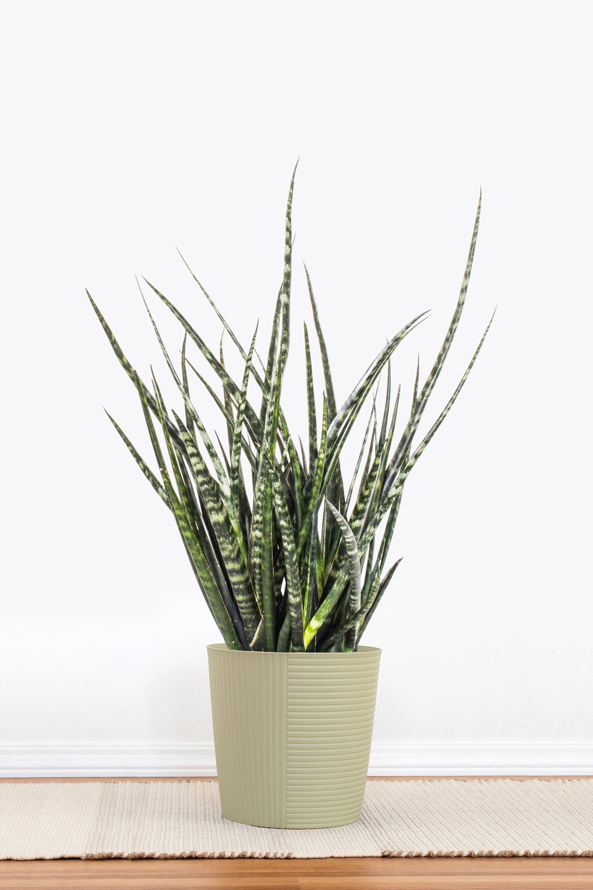 Sansevieria Fernwood