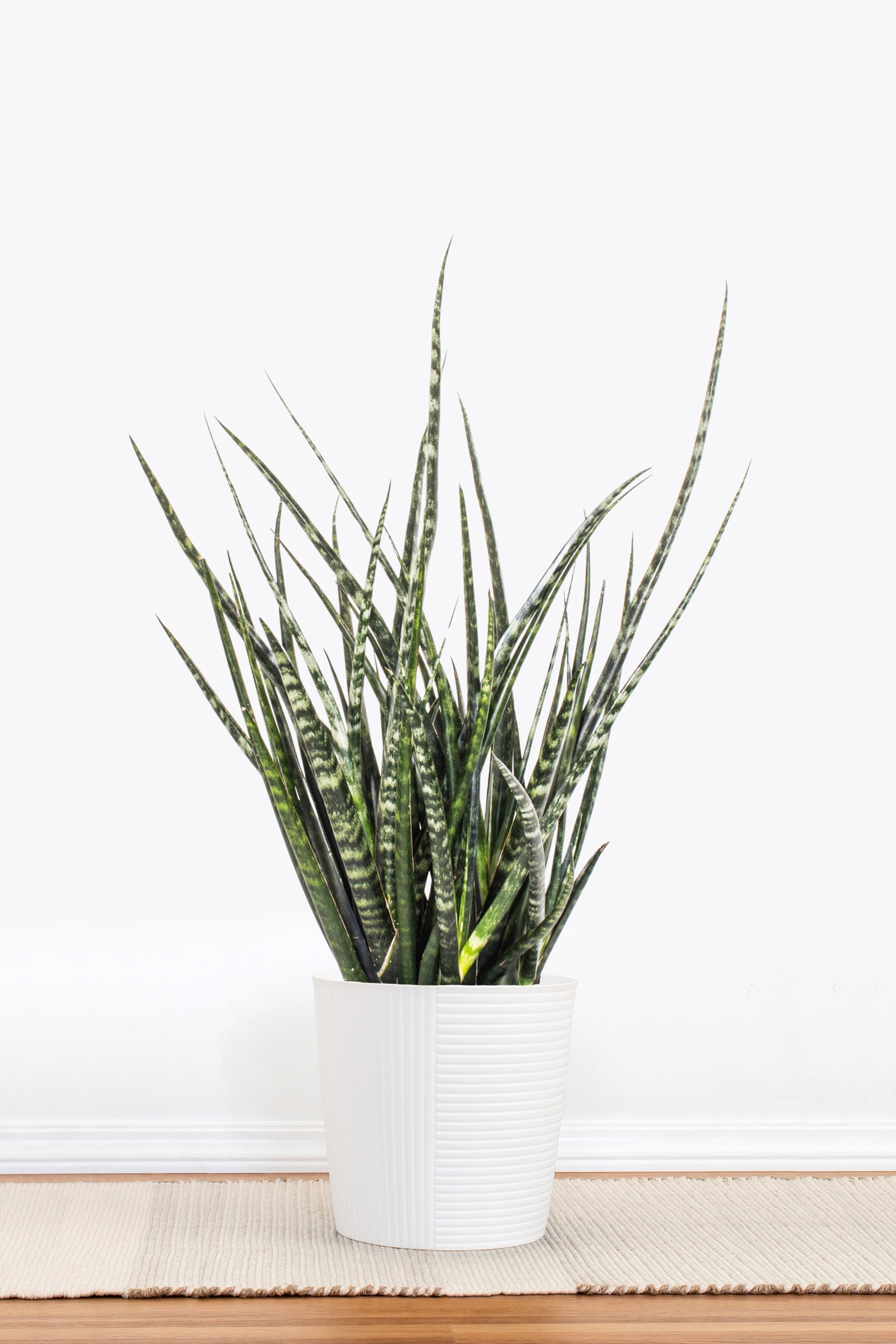 Sansevieria Fernwood