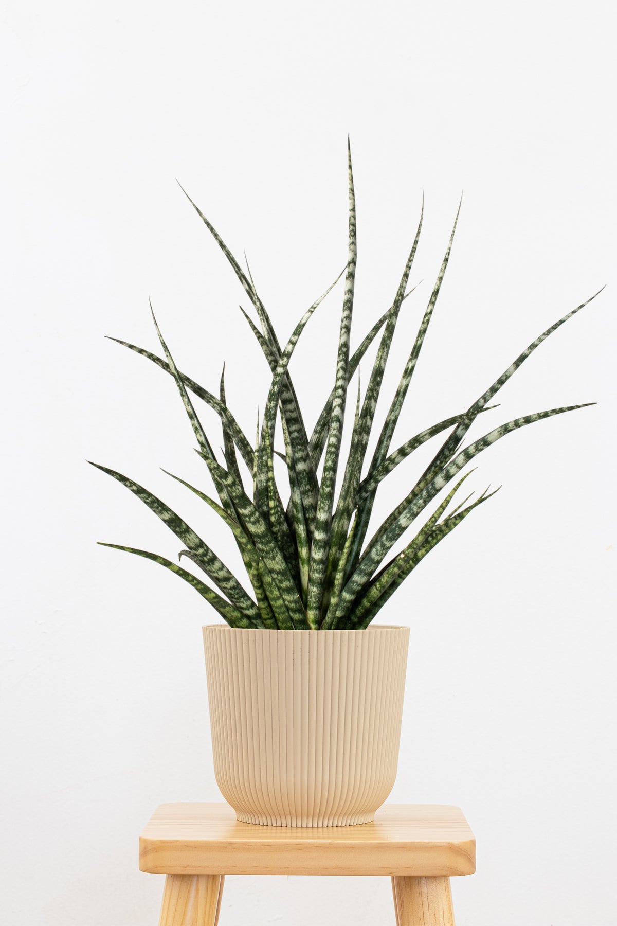 13+ Sansevieria Fernwood Sansevieria Fernwood Mikado Plant in 6 in Decor Pot | United Nursery