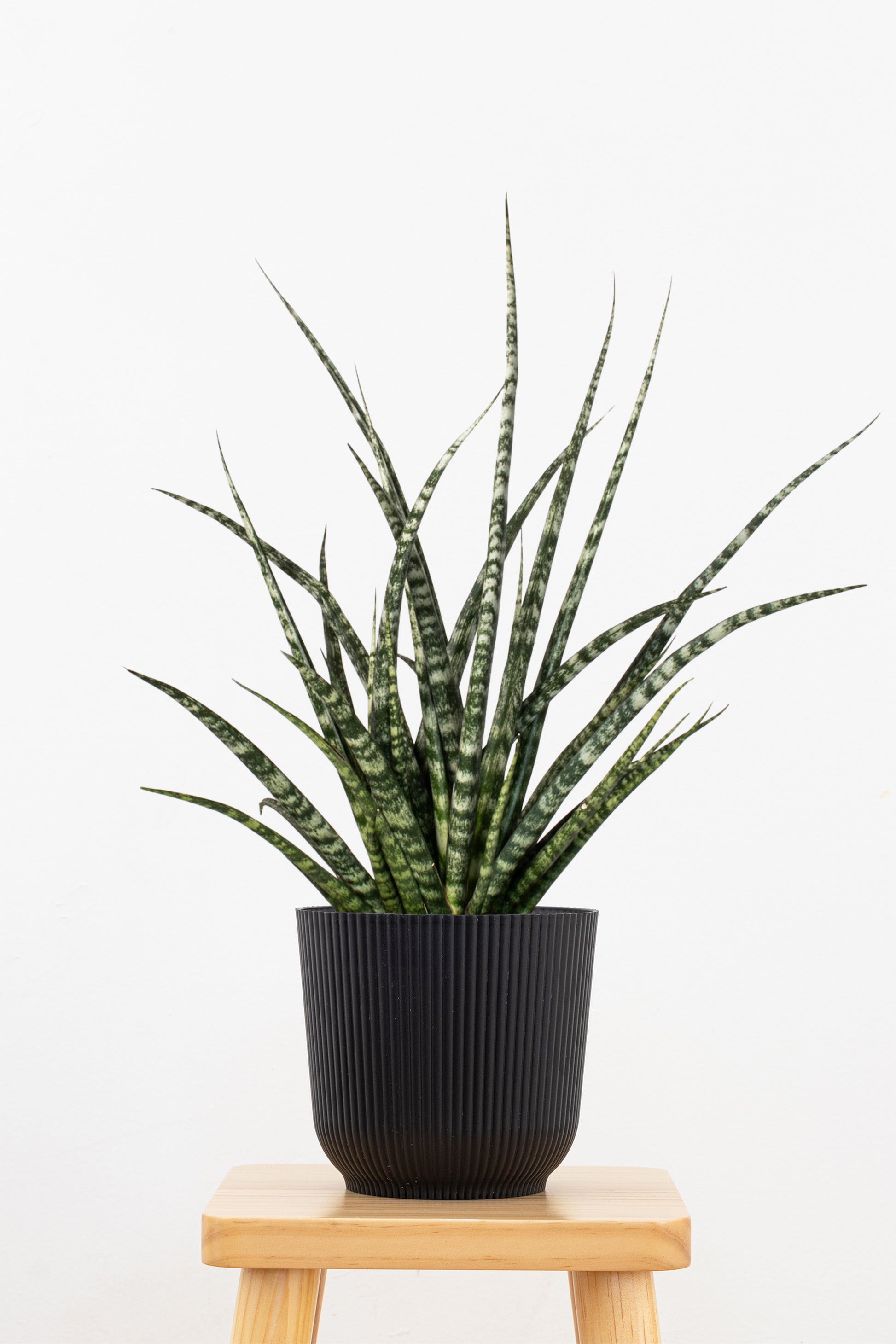 sansevieria thin leaves Sansevieria Fernwood Mikado Plant in 6 in Decor Pot